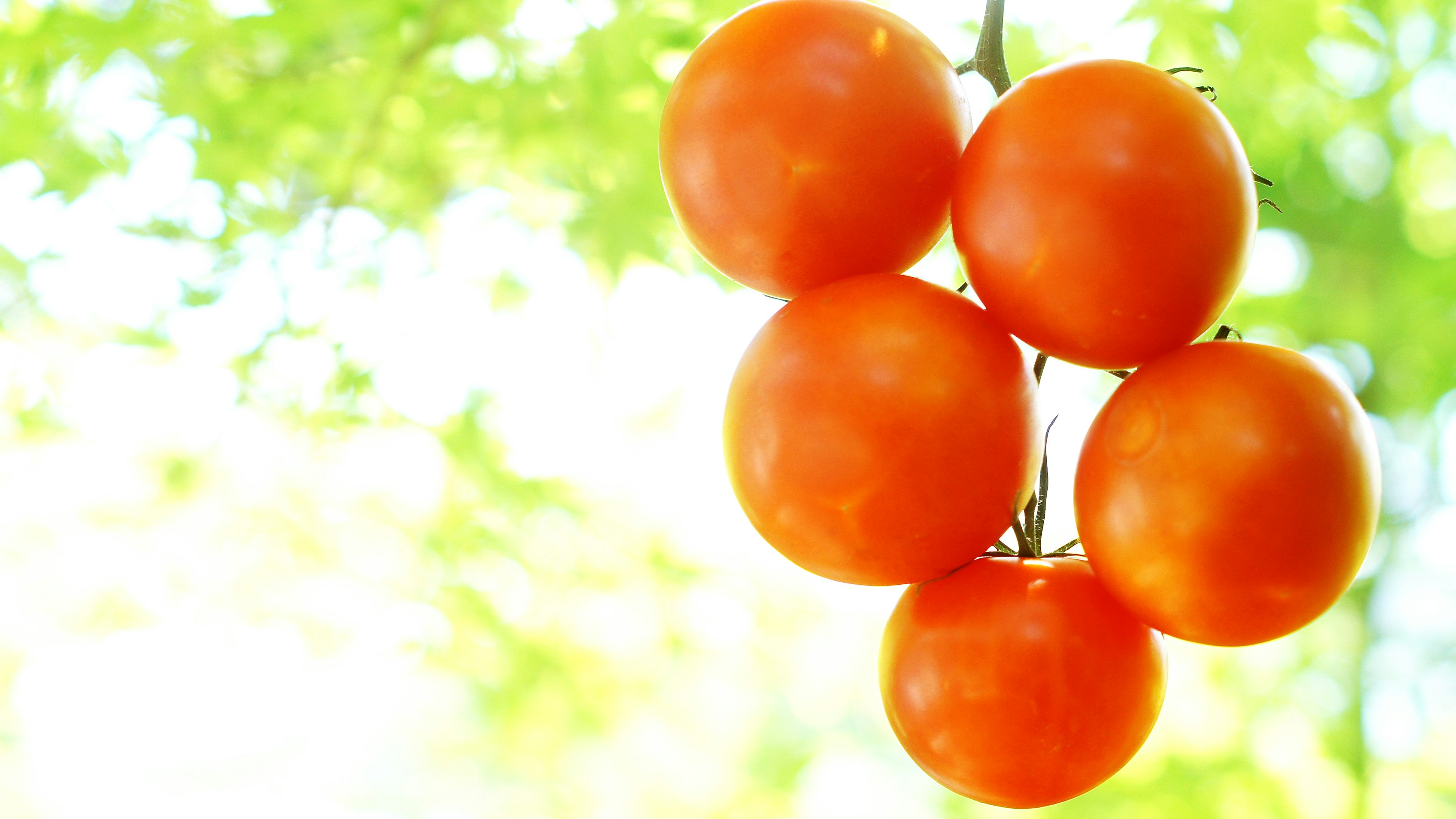 Vibrant orange oranges hanging from a tree