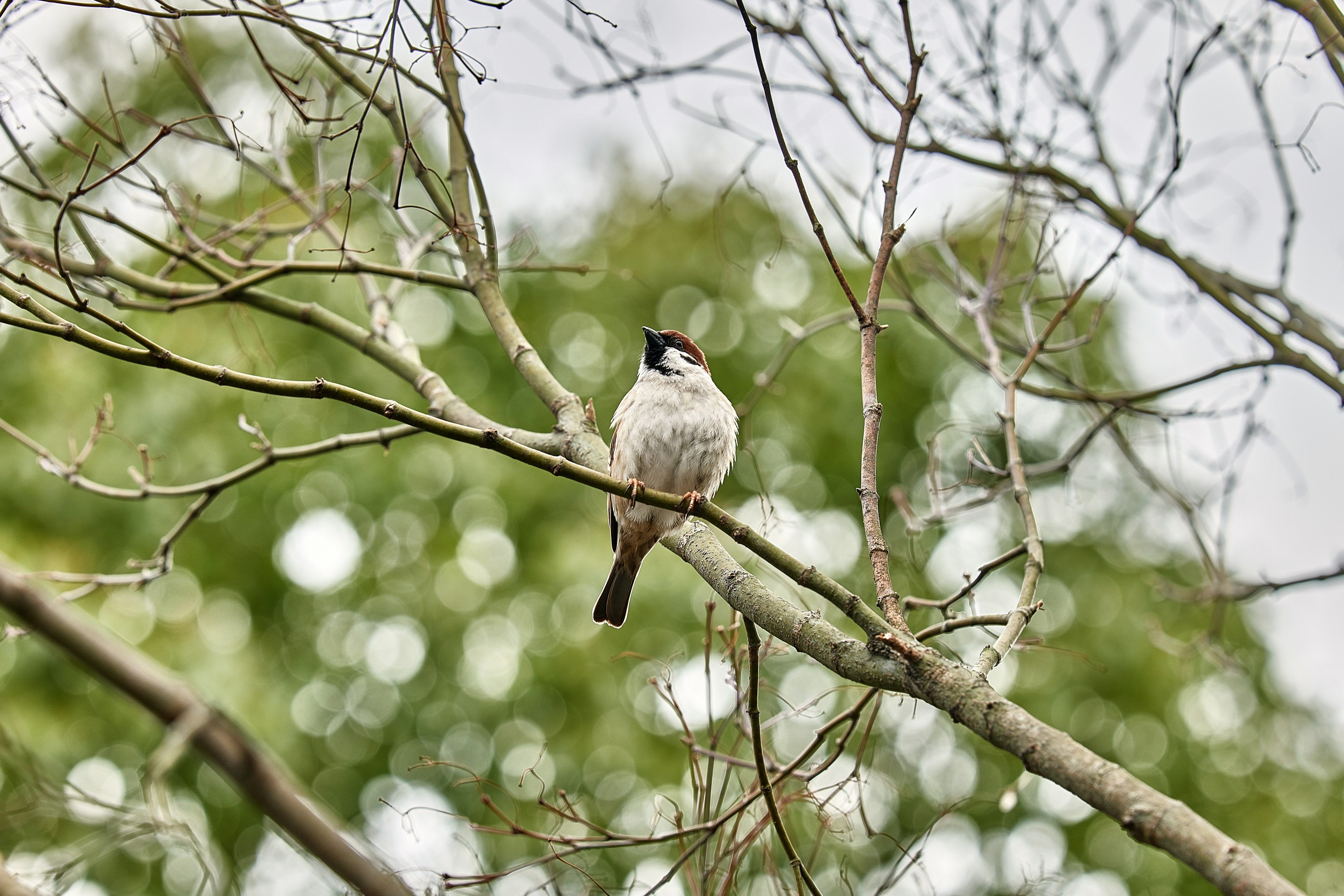 一隻小鳥栖息在樹枝上