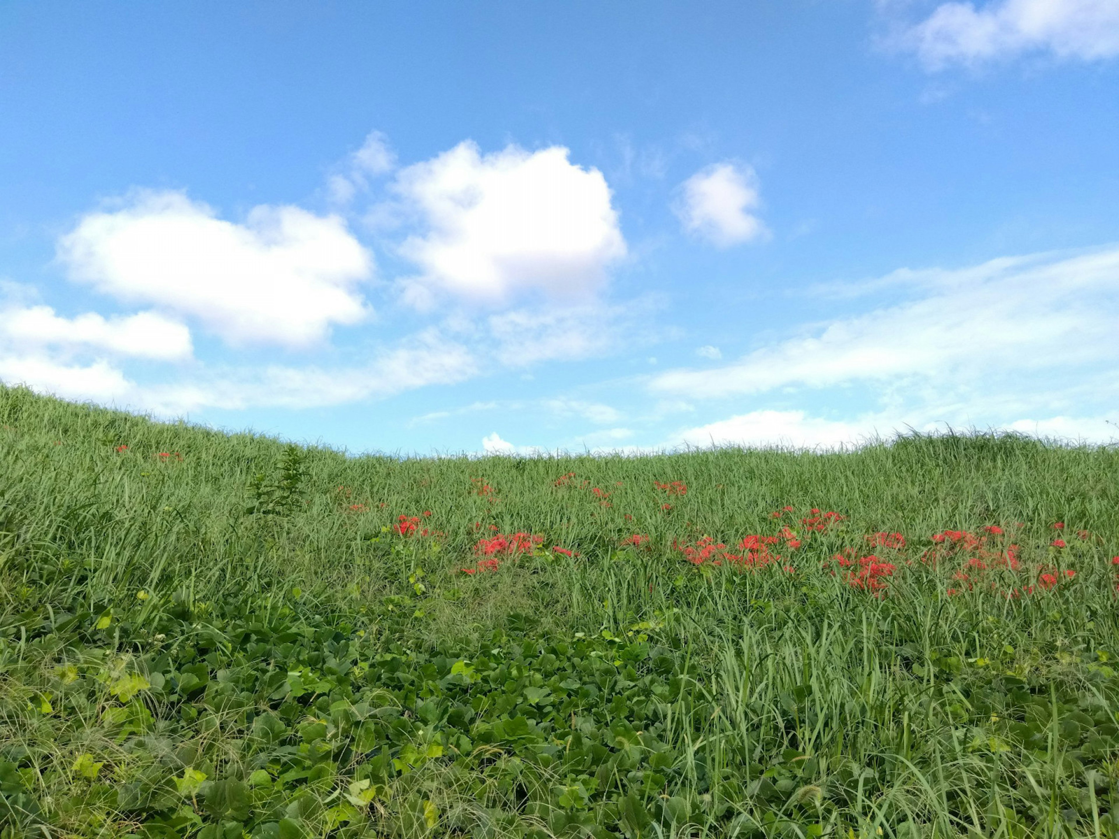 青空と白い雲が広がる草原に赤い花が点在する風景