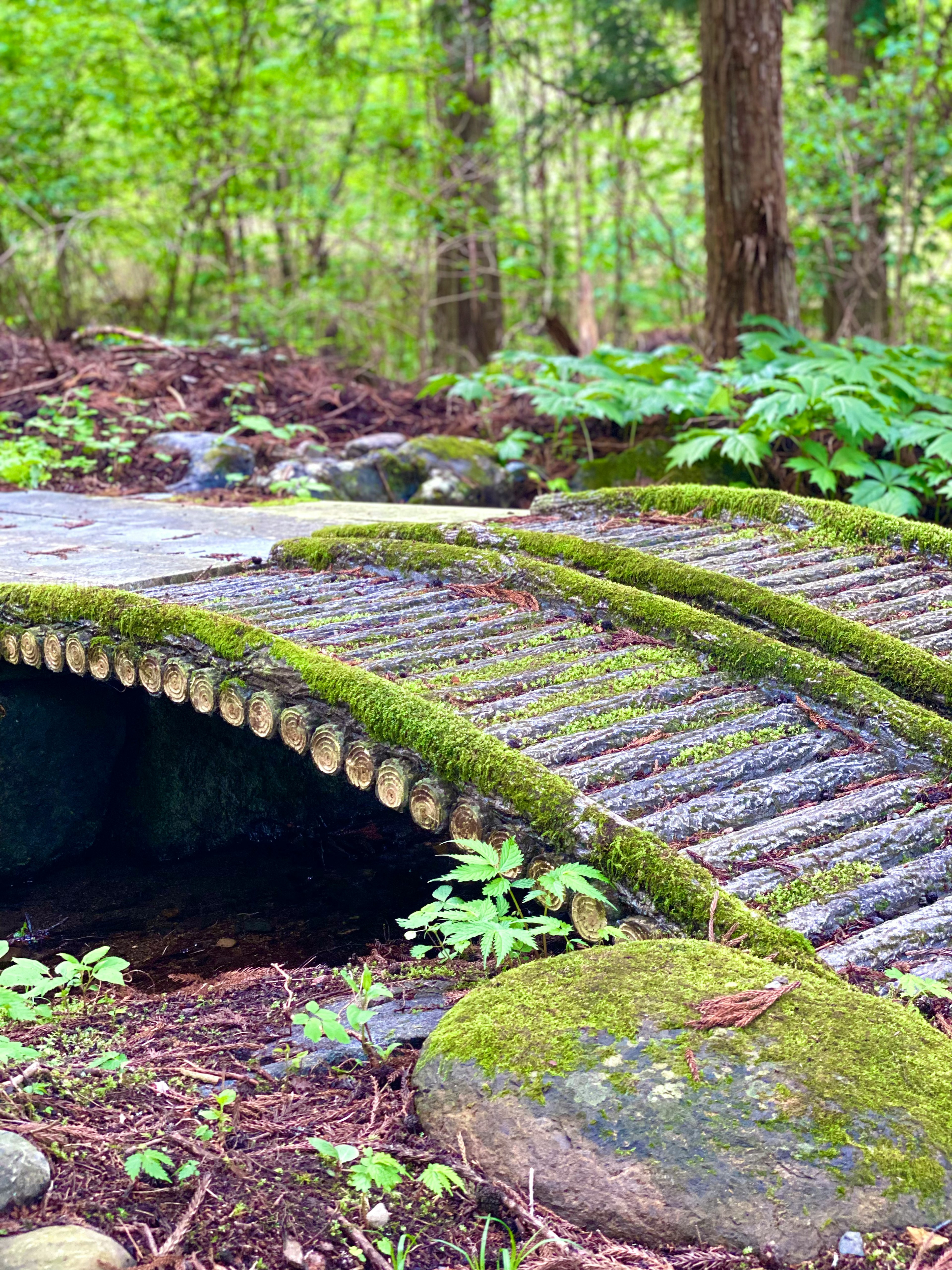 緑の苔が生えた小さな橋が森の中にあり周囲には木々と草が広がっている