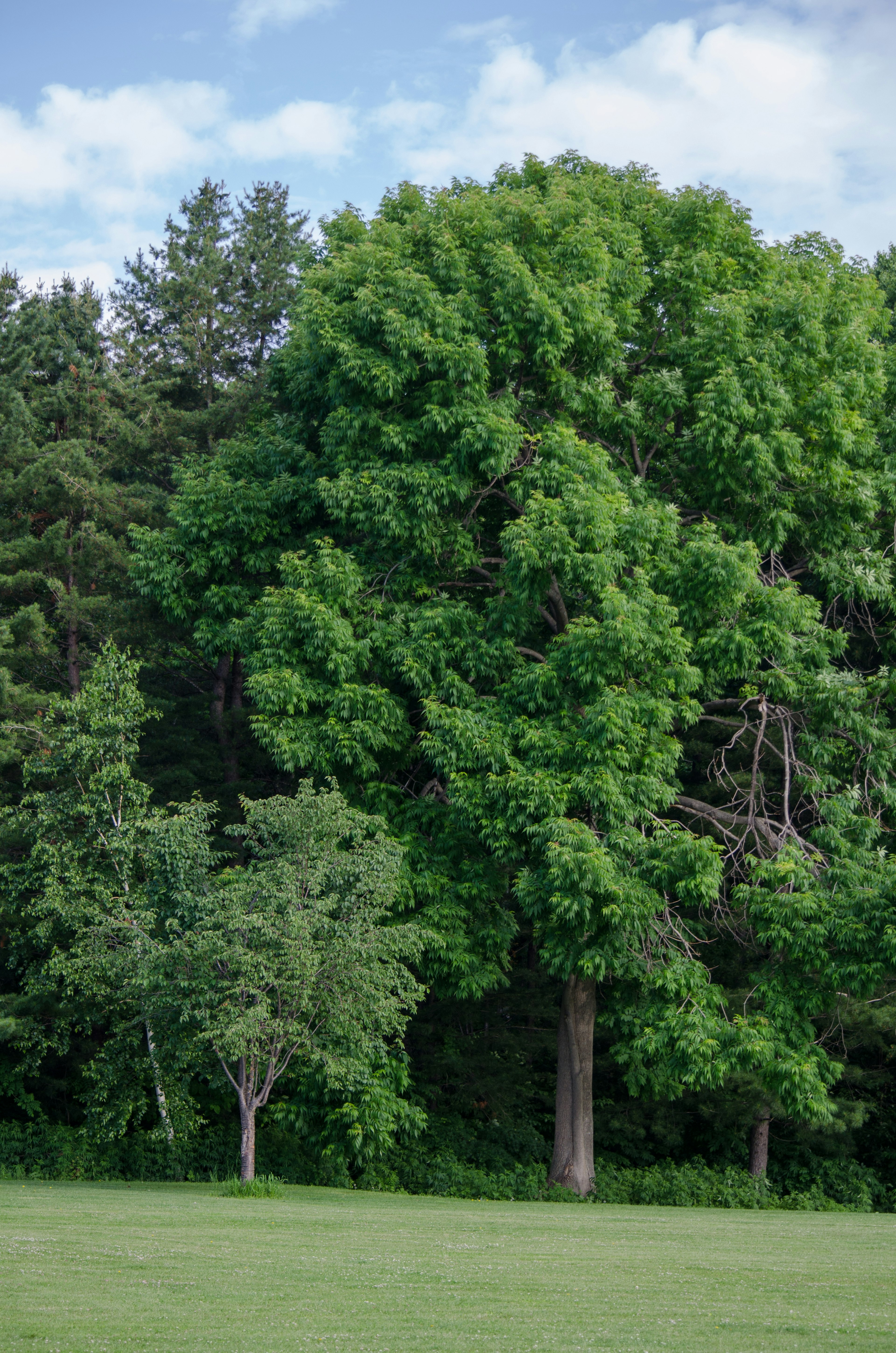 Arbres verts luxuriants dans un paysage sous un ciel bleu avec du soleil