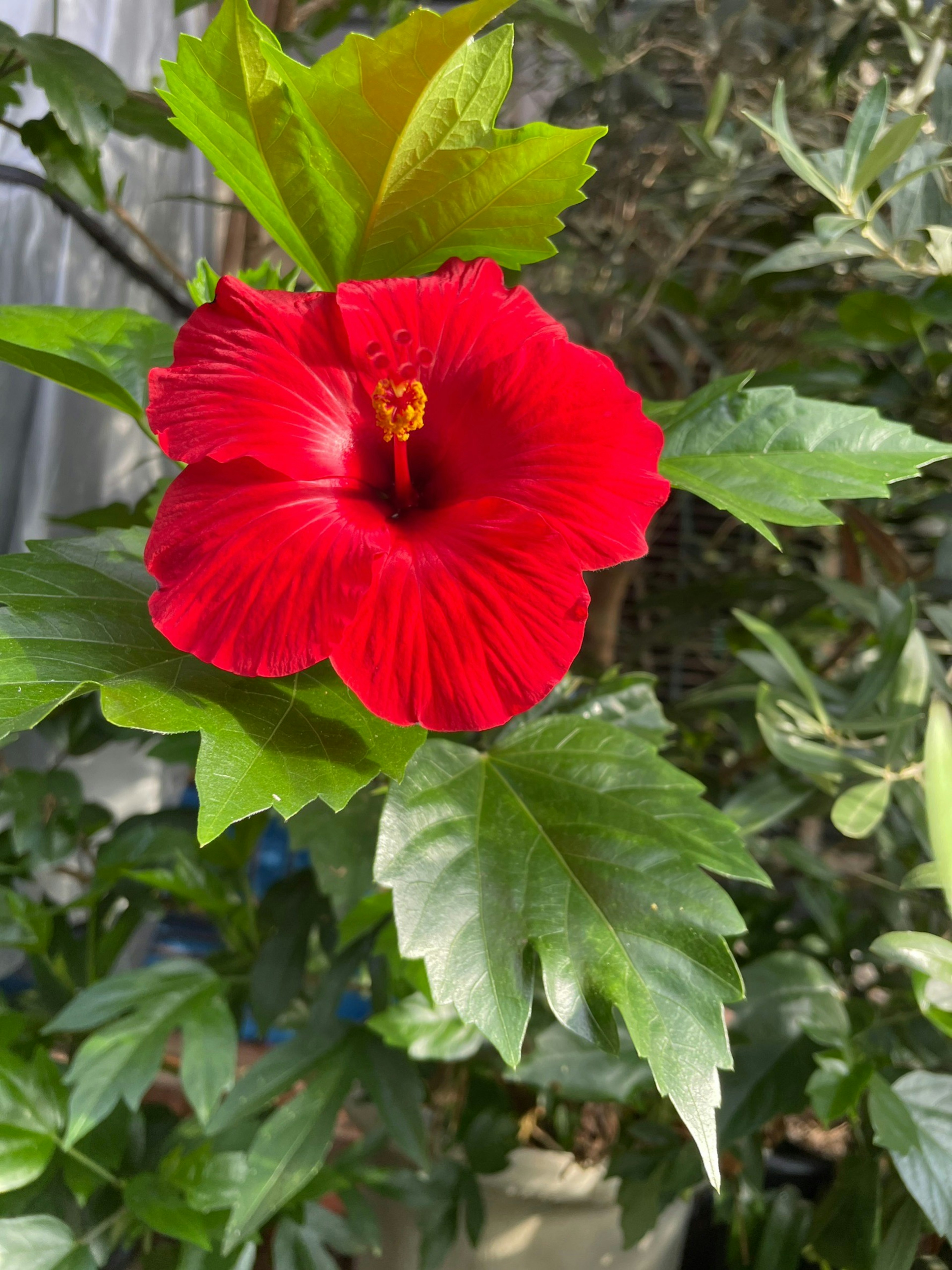 Red hibiscus flower with green leaves