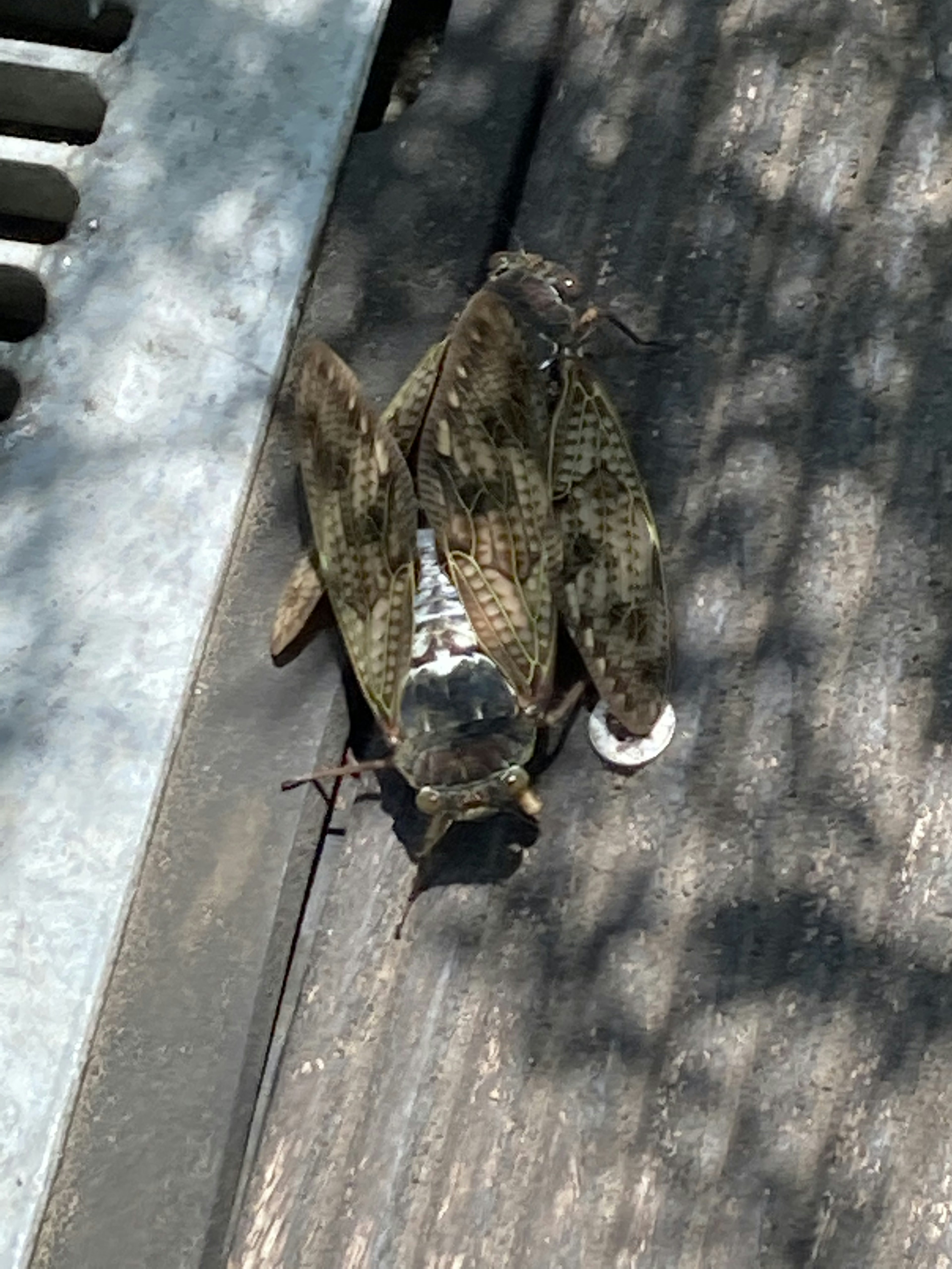 Two cicadas overlapping on a wooden surface