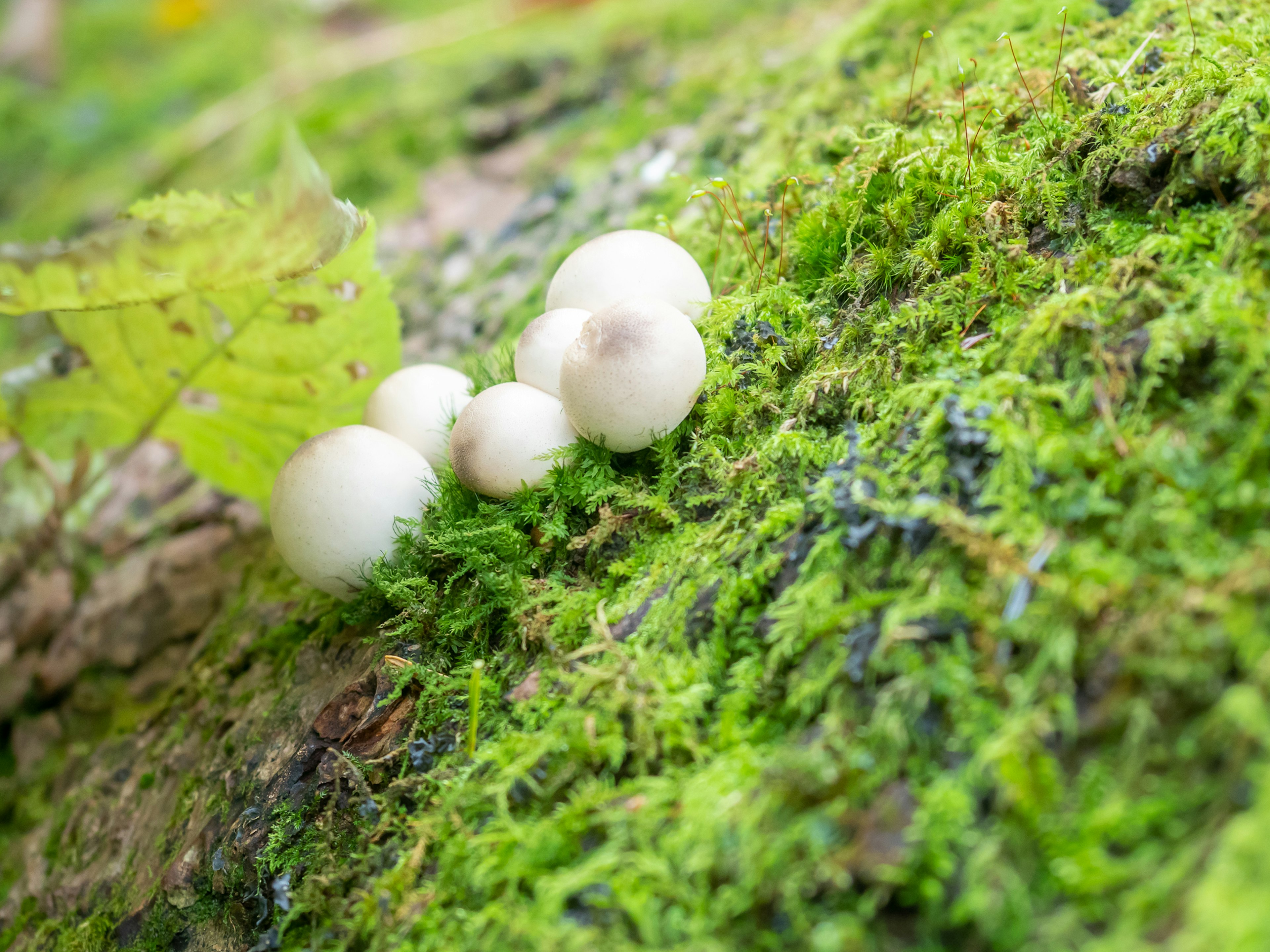 White mushrooms growing on vibrant green moss with a leaf