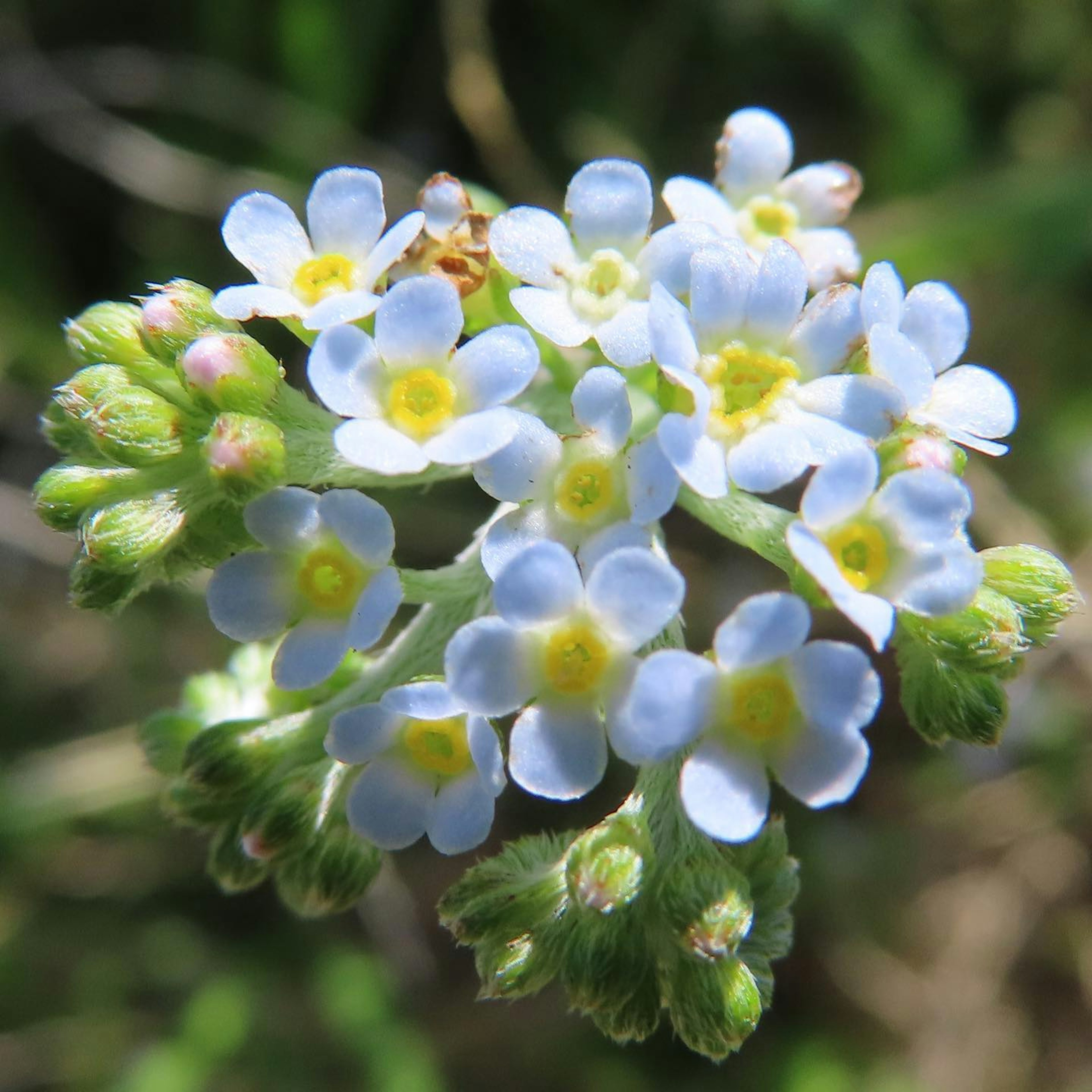 Raggruppamento di piccoli fiori blu con centri gialli