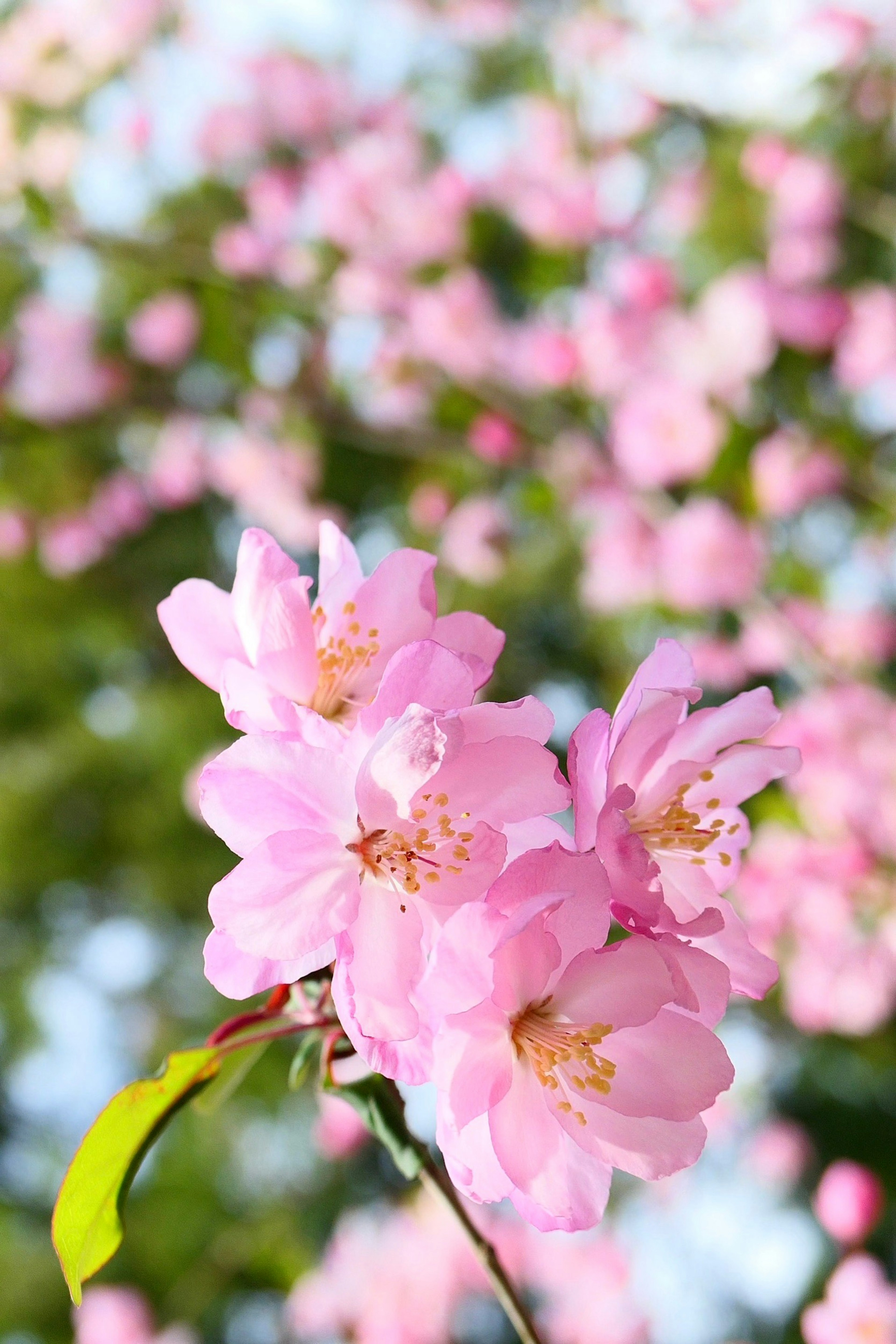 Close-up of delicate pink flowers on a branch