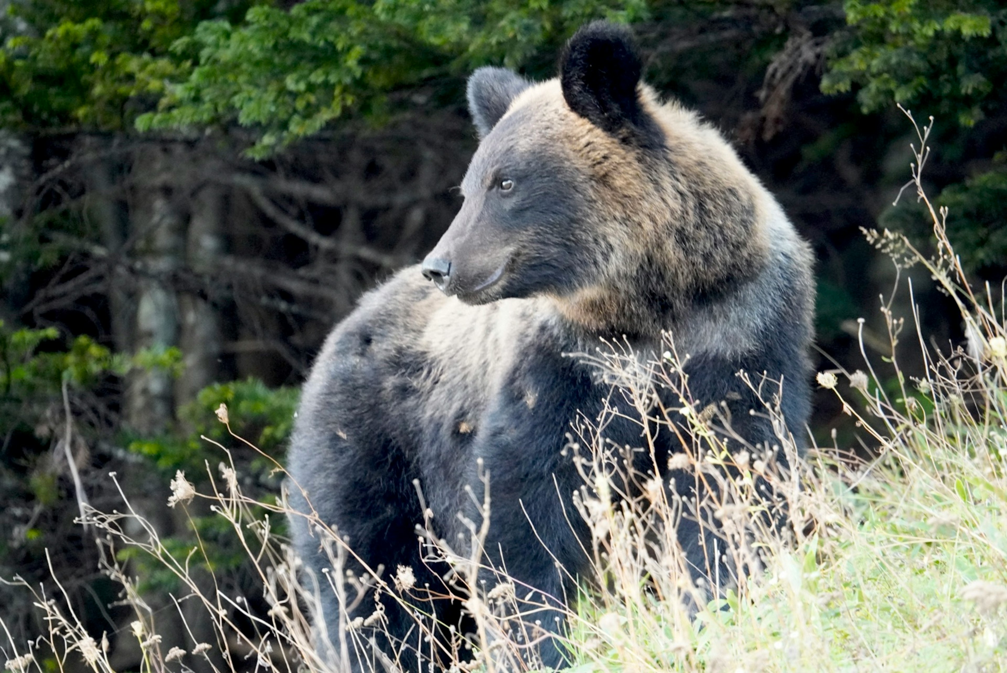 Ein Braunbär steht in einem grasbewachsenen Bereich