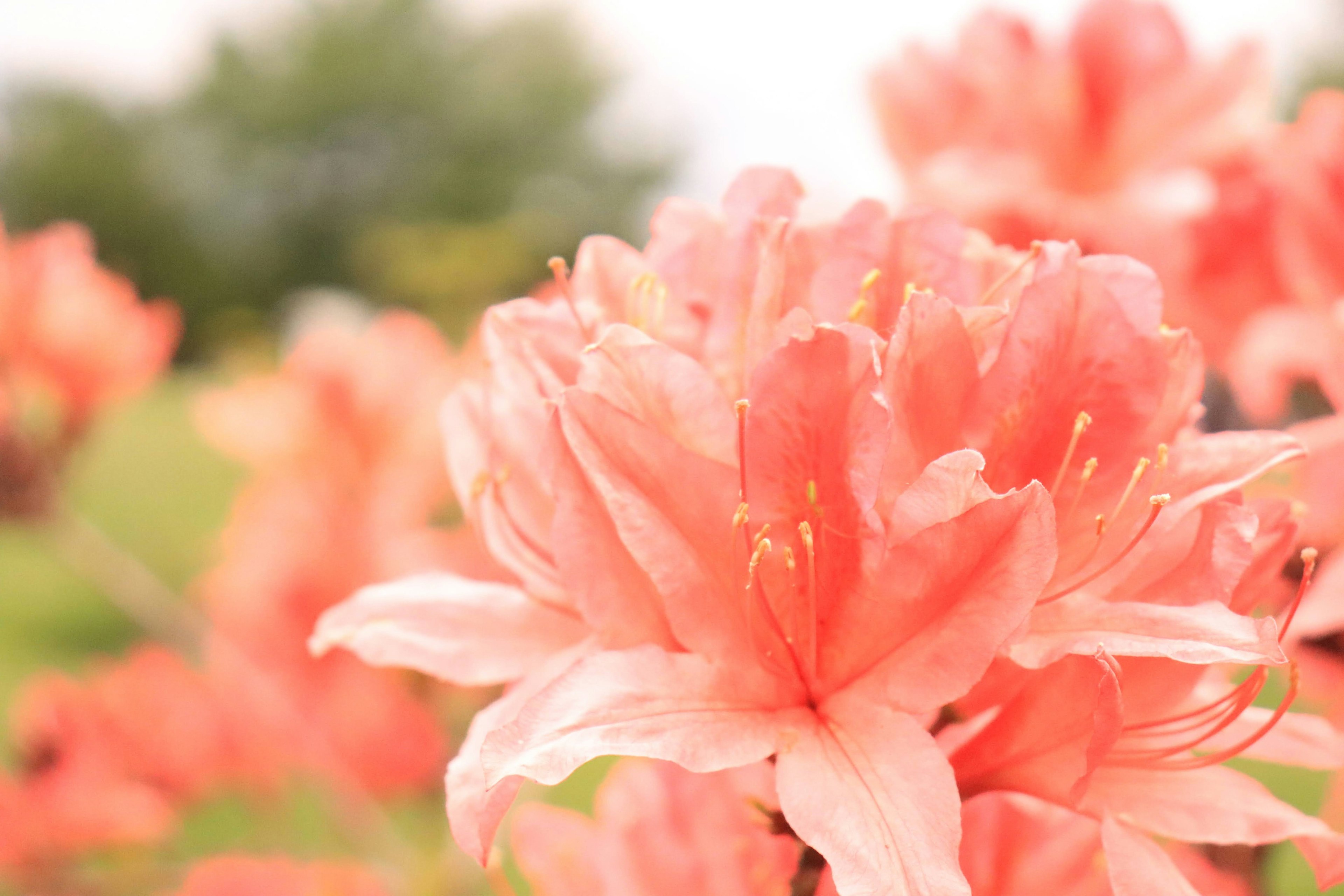 Close-up of soft orange azalea flowers in bloom