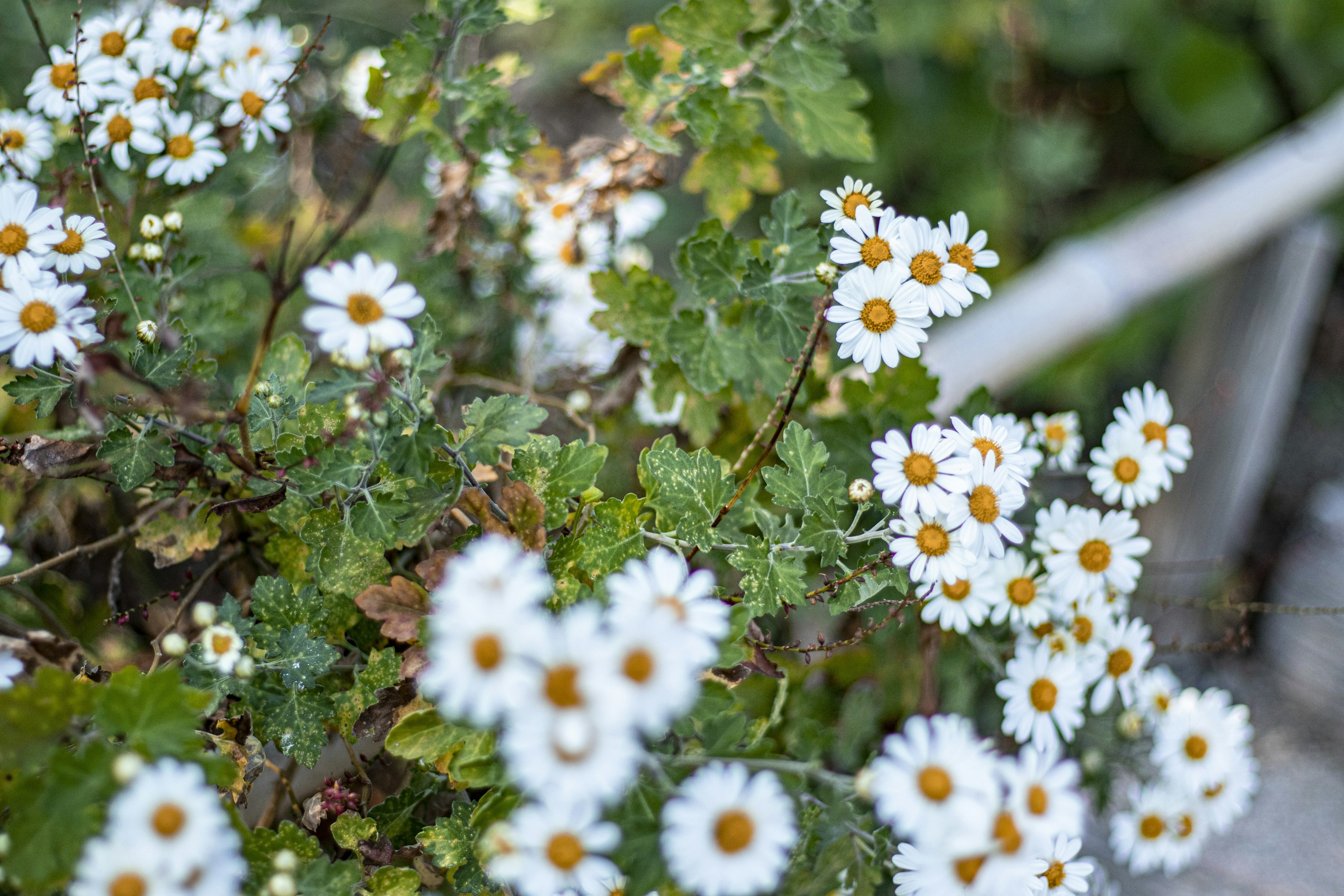 Close-up of white flowers blooming among green foliage