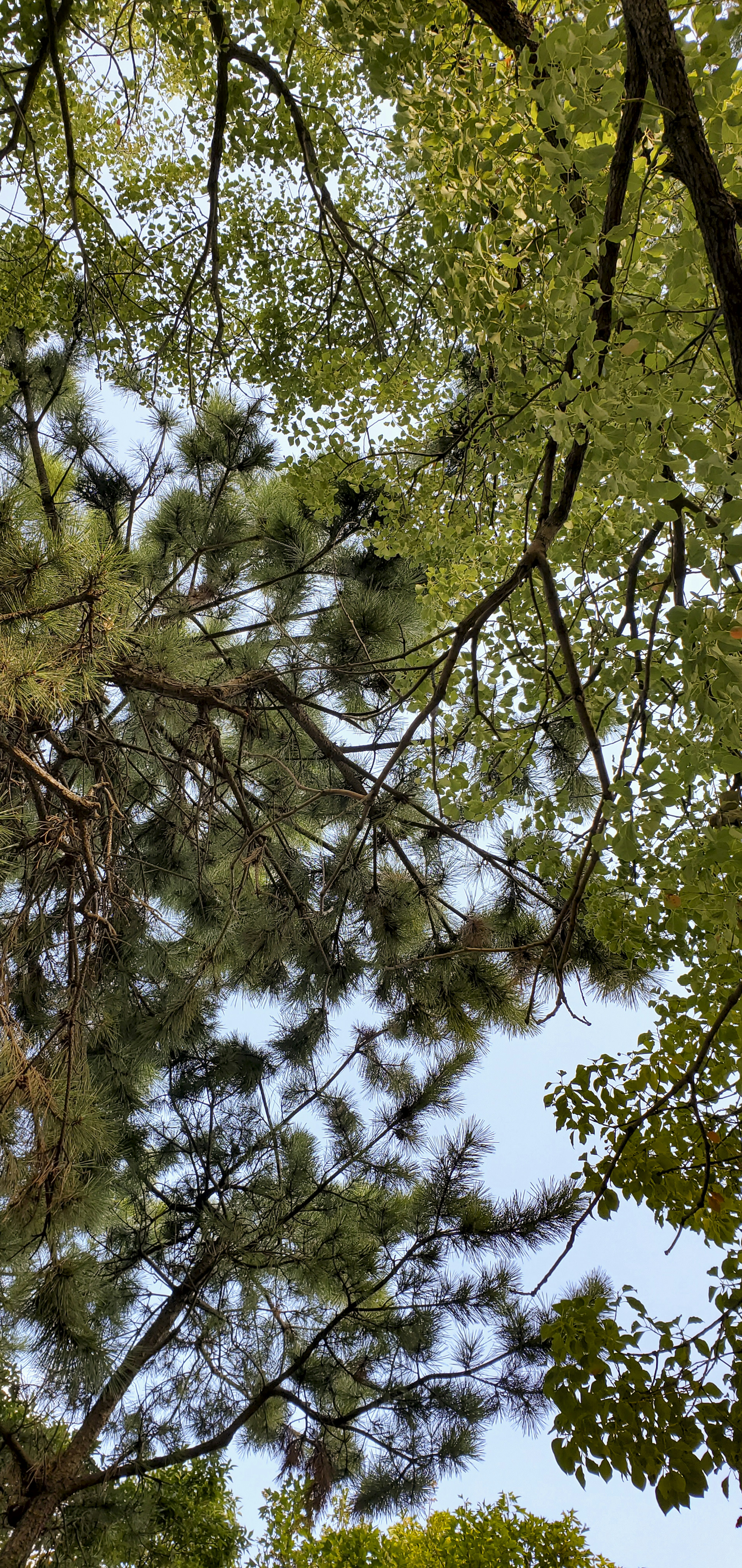 Pemandangan langit melalui dahan pohon hijau