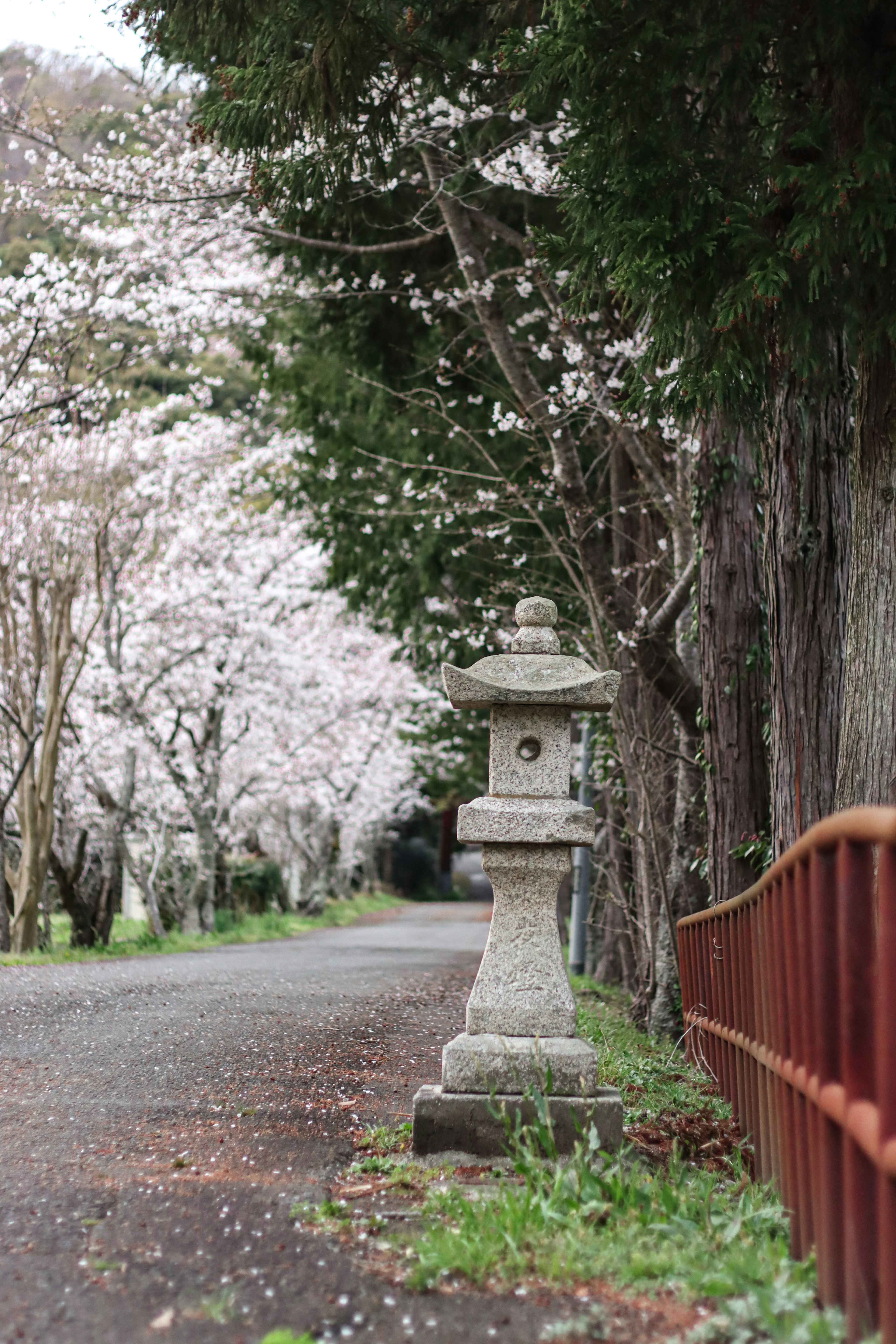 Scenic view of a cherry blossom path with a stone lantern