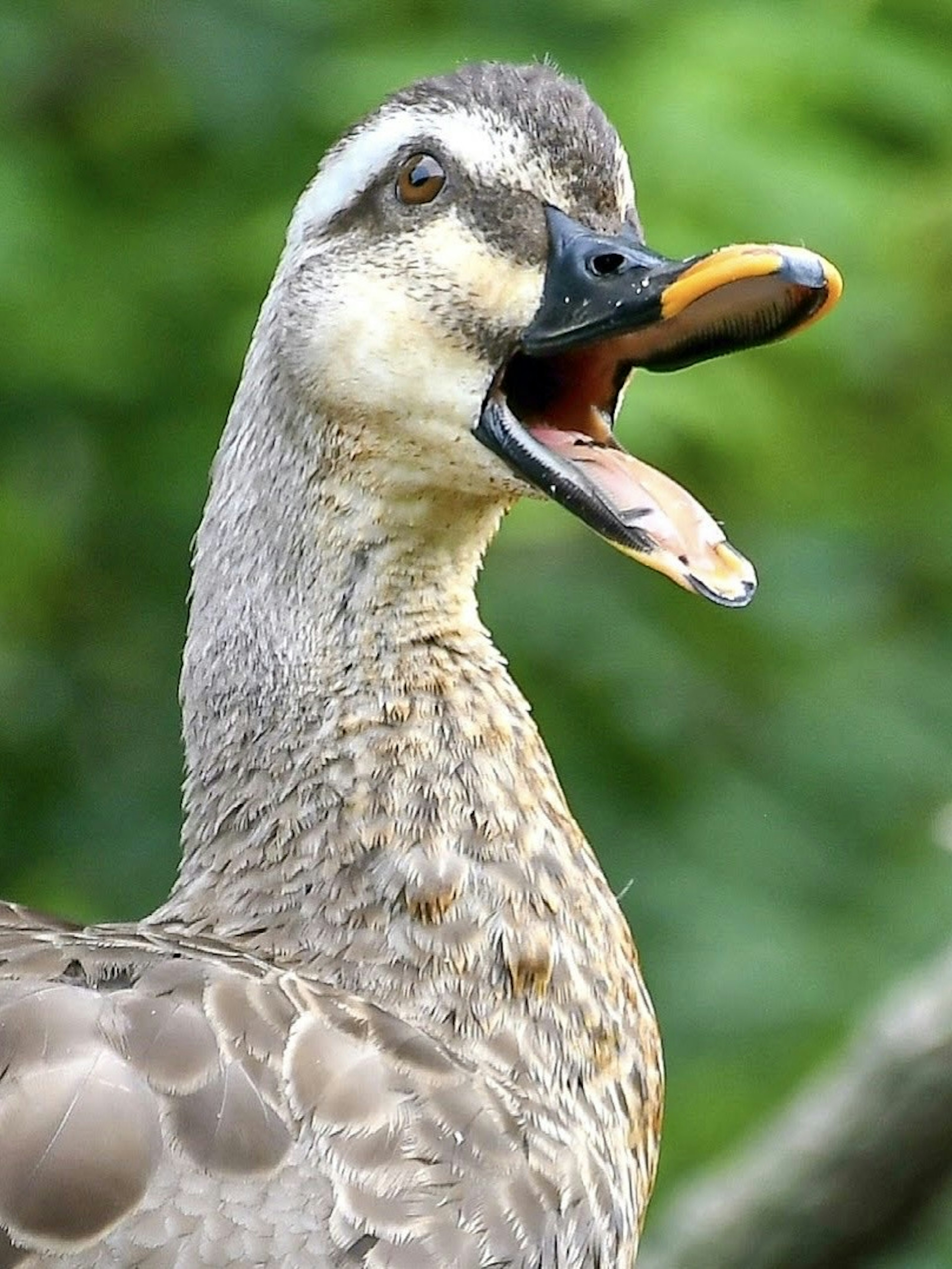 Close-up wajah bebek dengan mulut terbuka latar belakang hijau