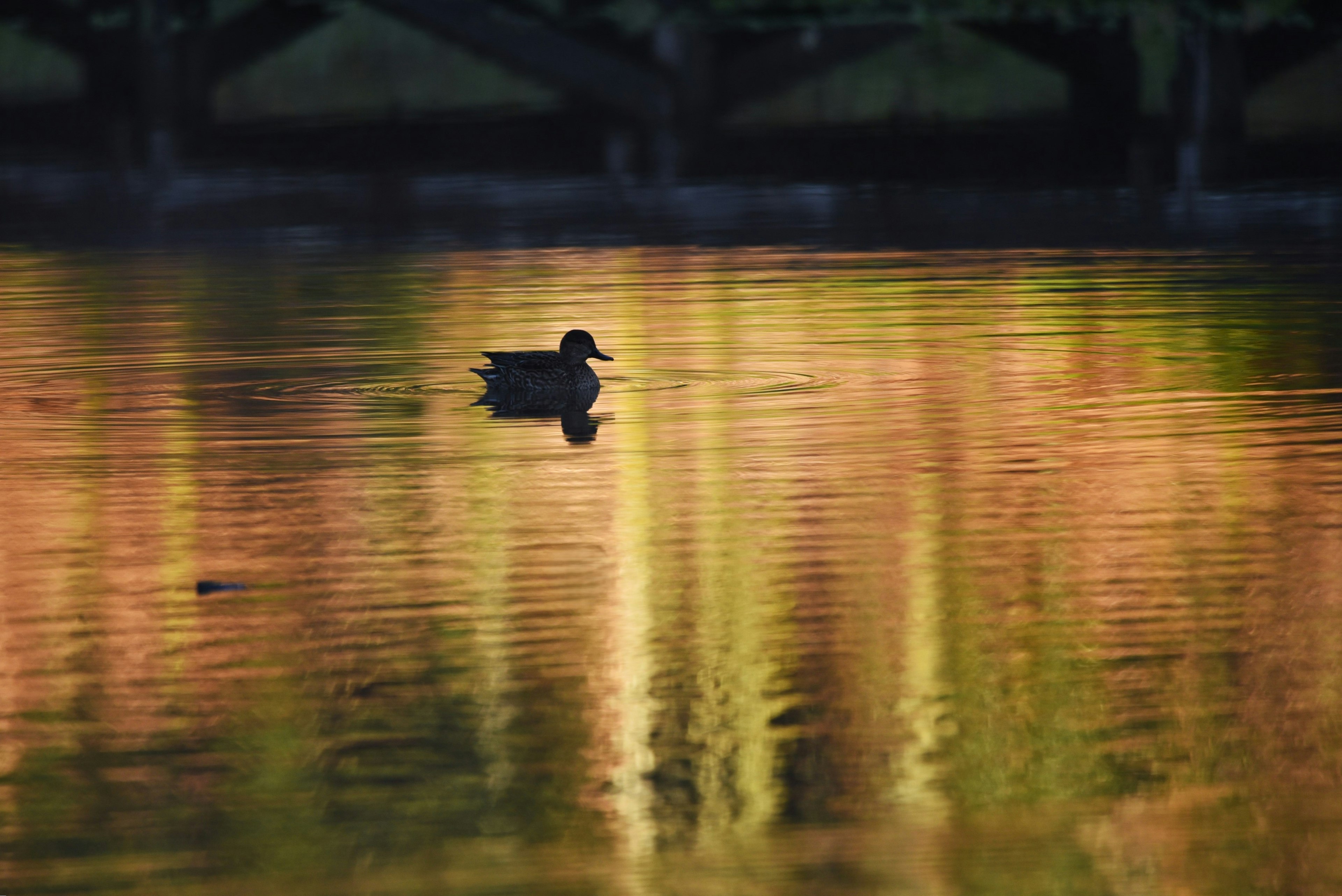 Silhouette di un'anatra che galleggia sull'acqua con belle riflessioni sullo sfondo