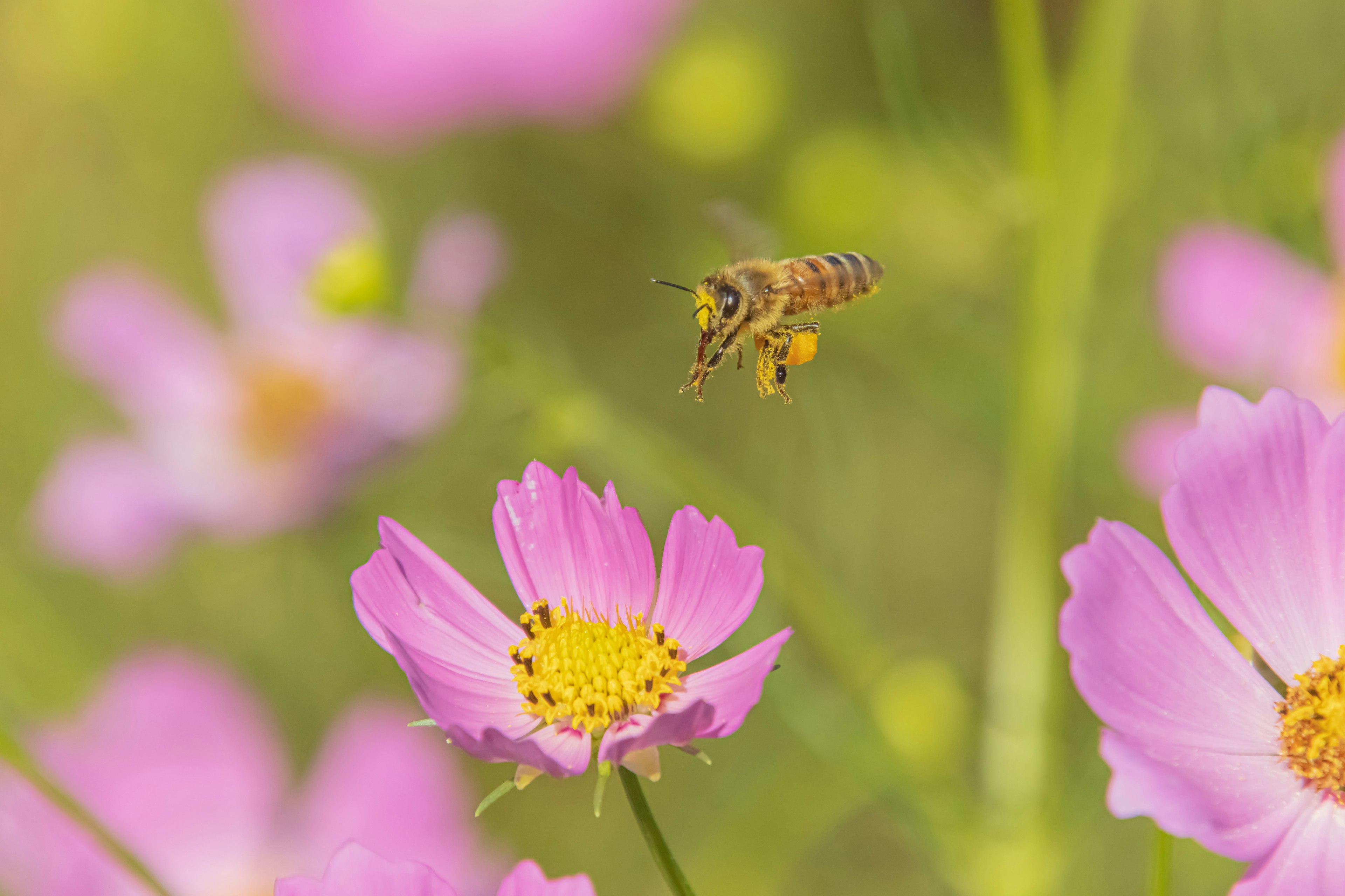 Eine Biene, die in einem lebhaften Garten nahe rosa Blumen fliegt