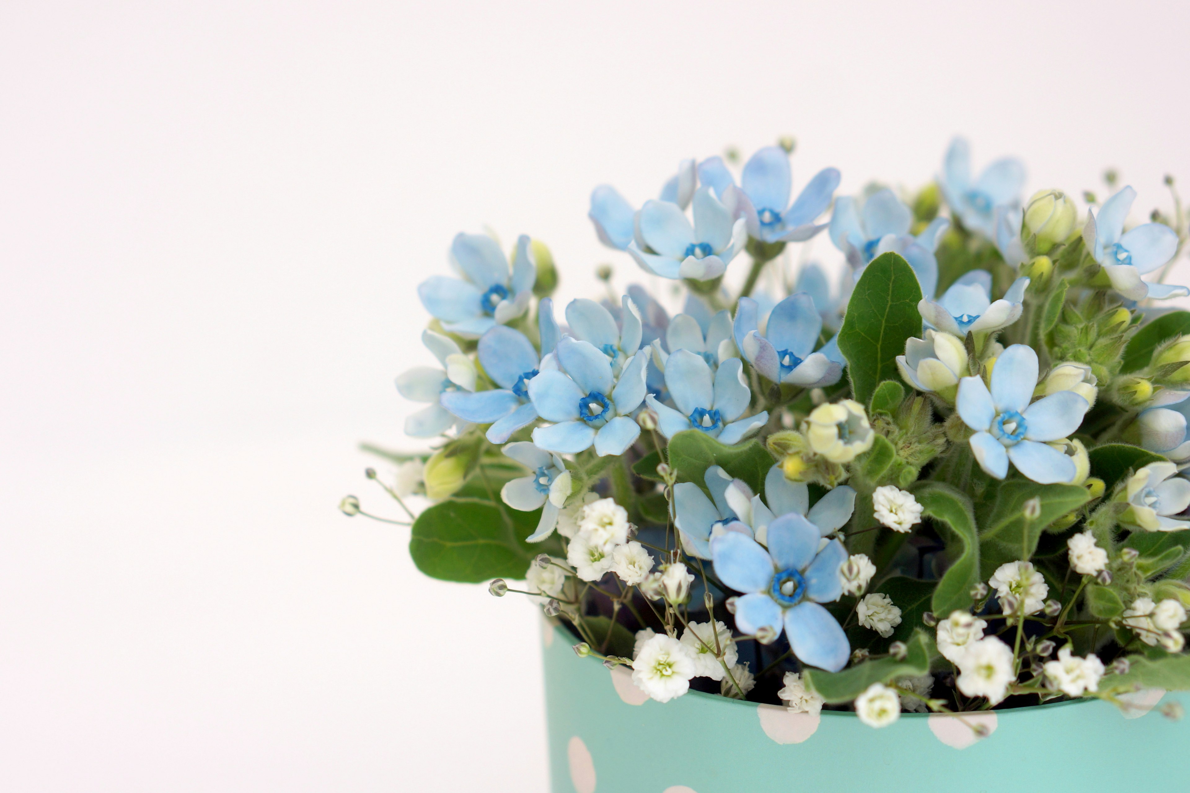 A bouquet of blue flowers in a mint green pot