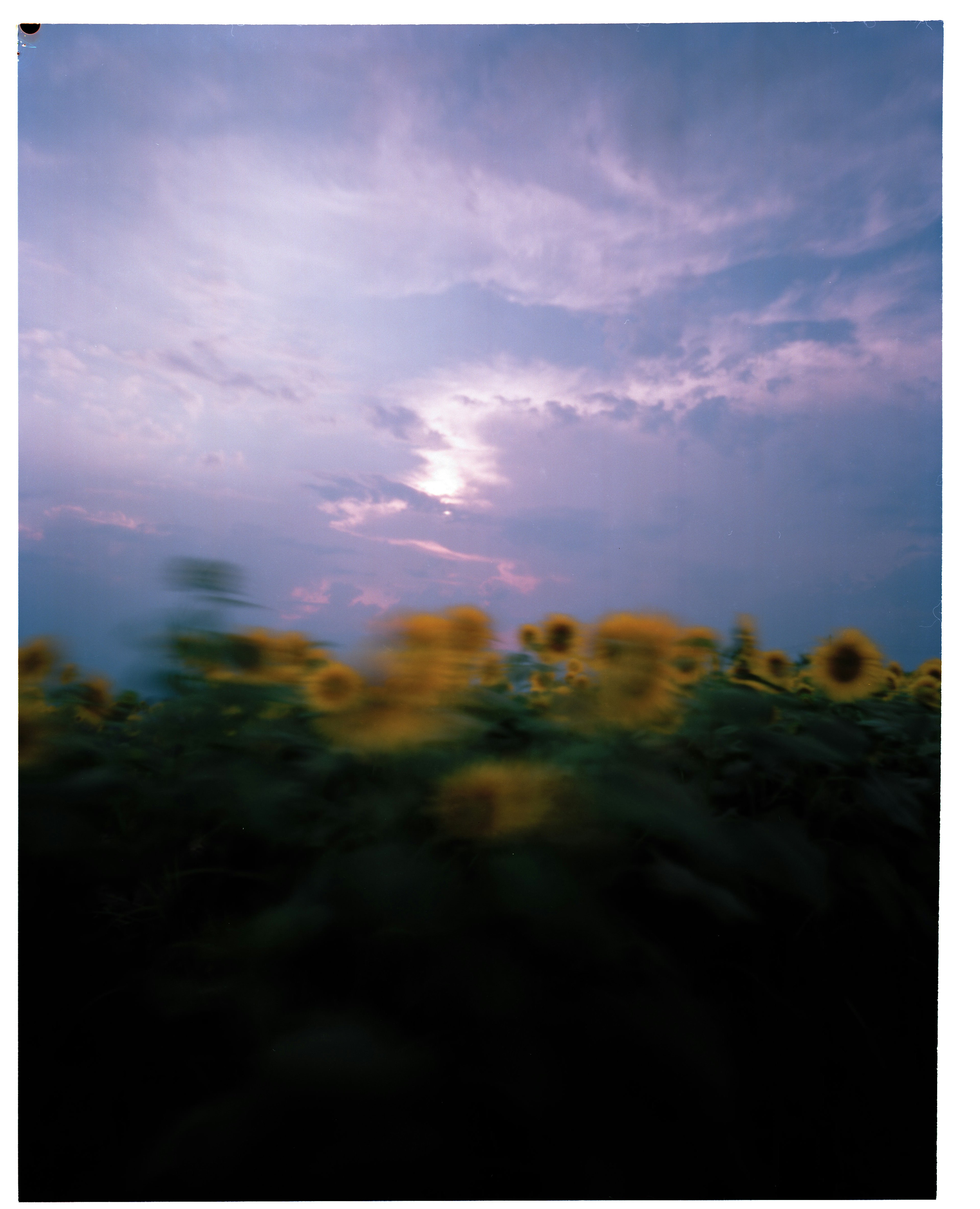 Image floue d'un champ de tournesols avec un coucher de soleil en arrière-plan