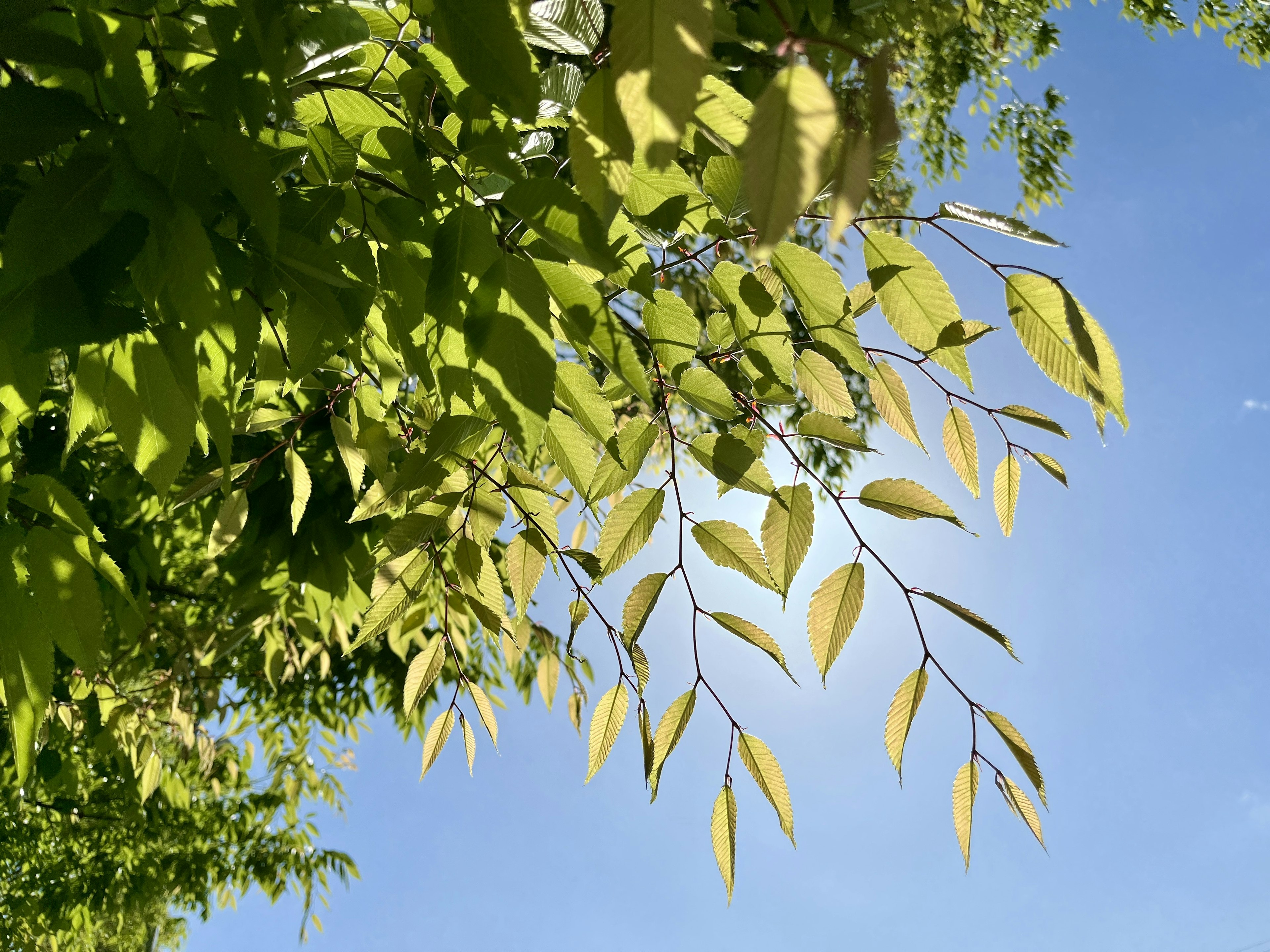 Kontrast von grünen und hellgrünen Blättern unter blauem Himmel