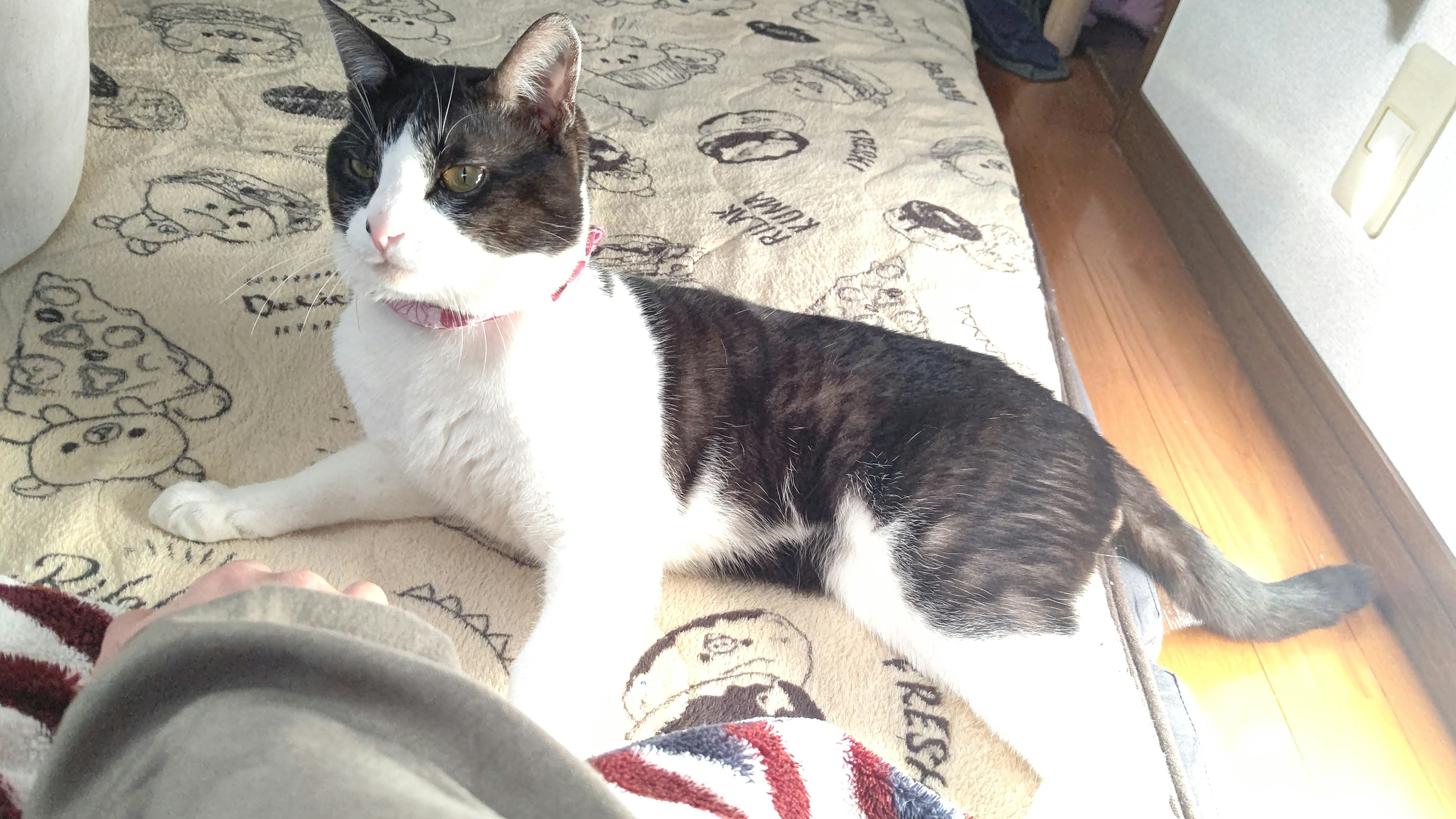 A relaxed black and white cat lounging in the sun