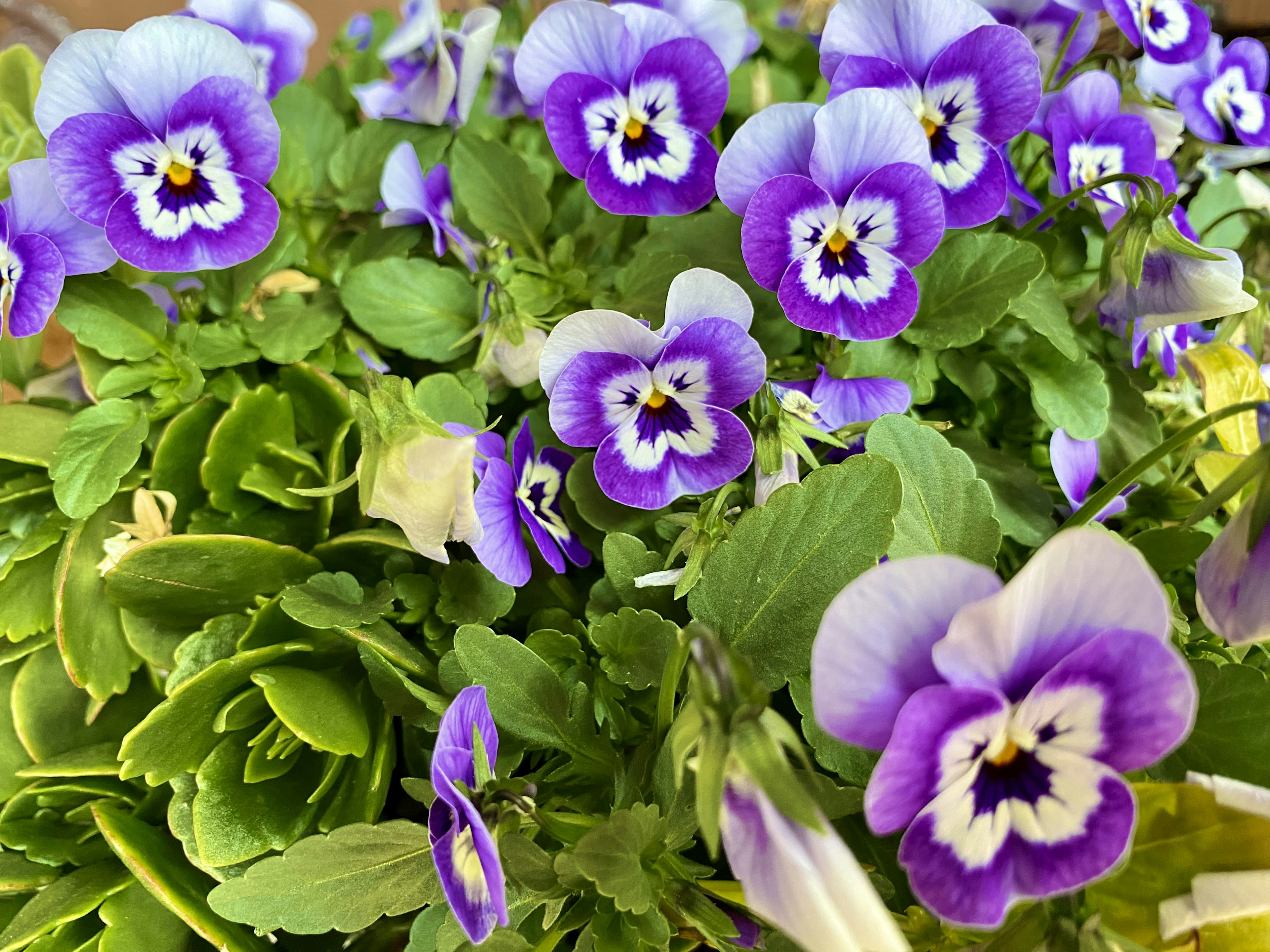 紫色のパンジーの花が咲き誇る緑の葉の植物の近接写真