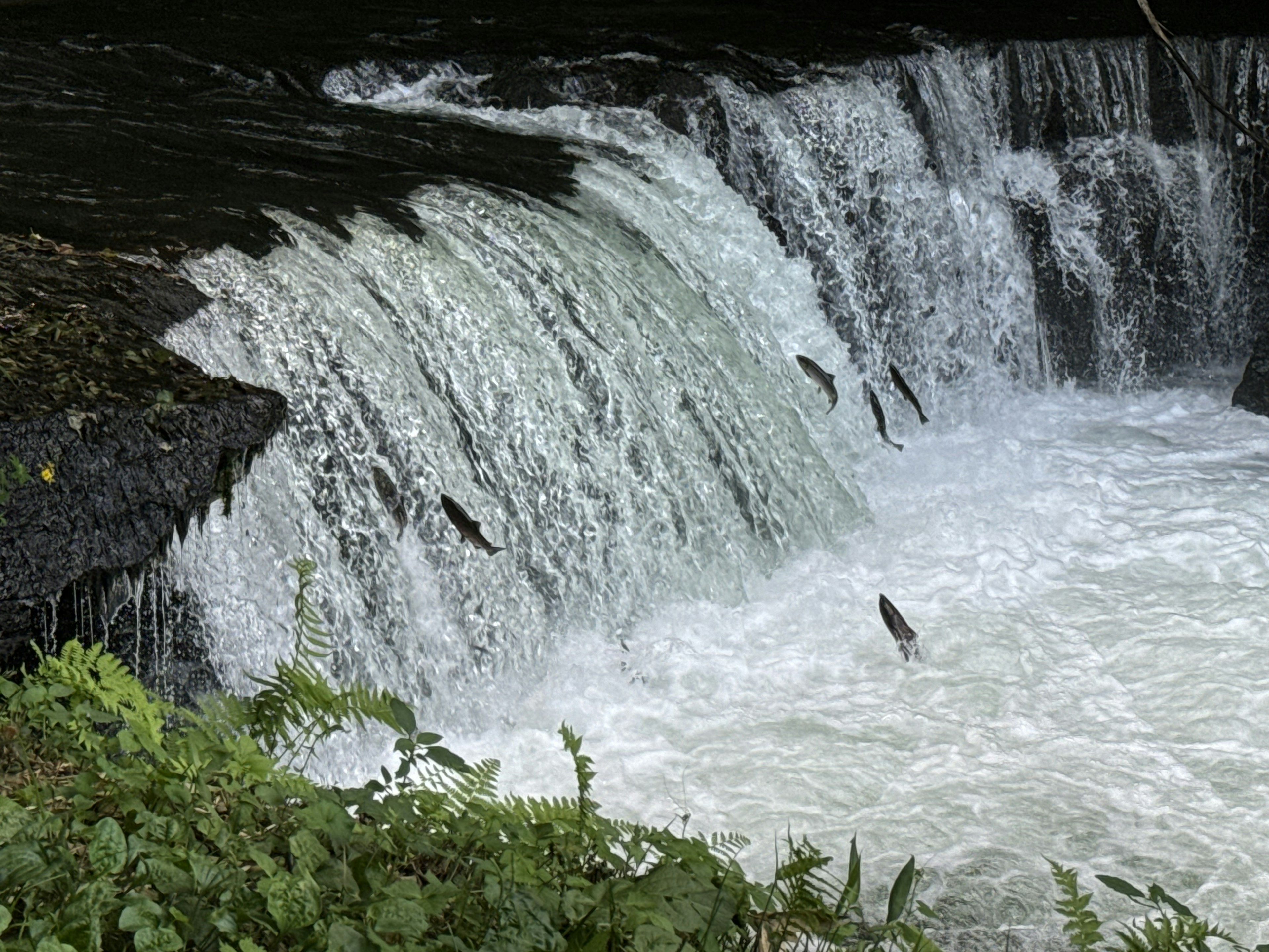 Pemandangan indah air terjun dengan ikan melompat dan air mengalir