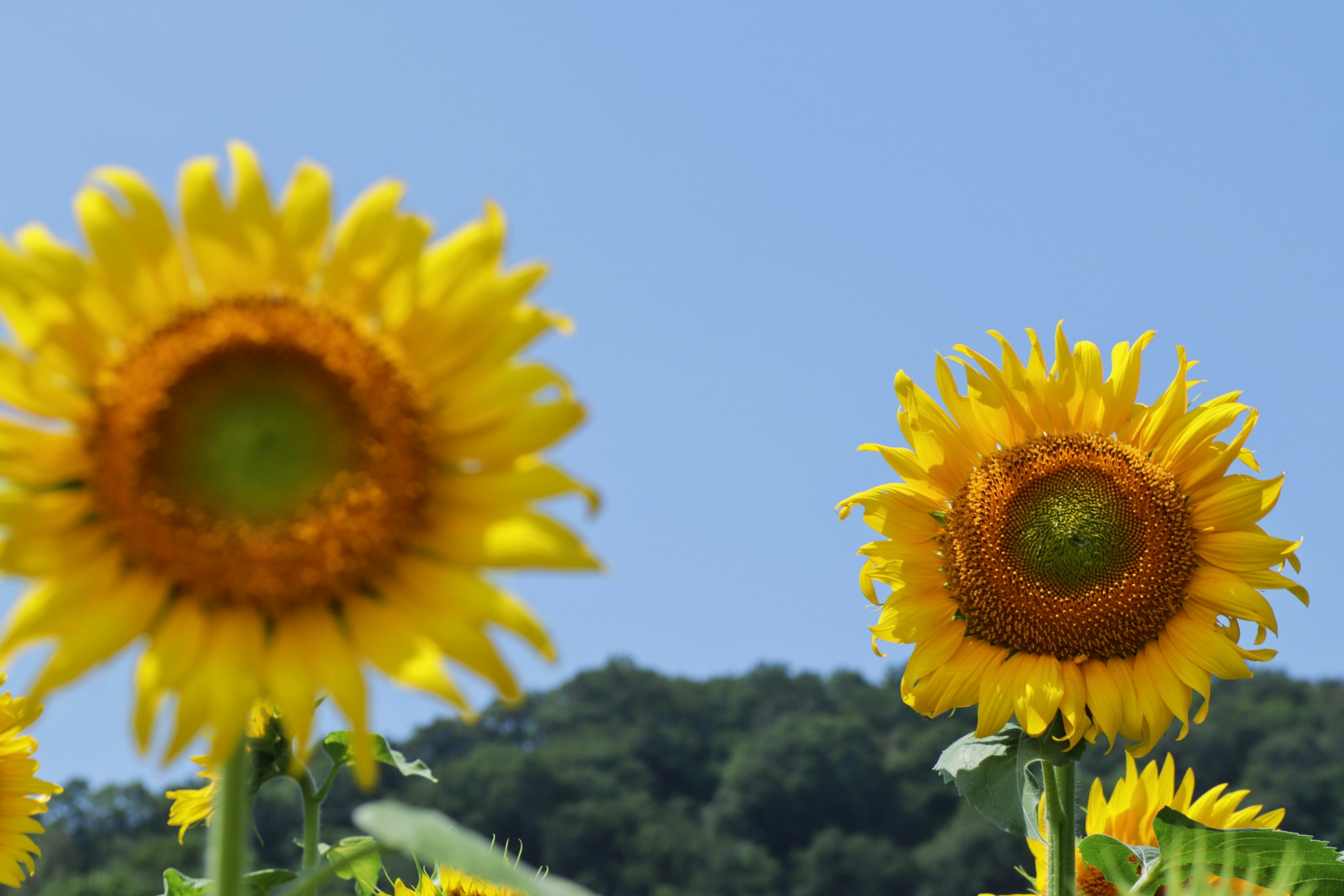 Brillantes girasoles floreciendo bajo un cielo azul claro