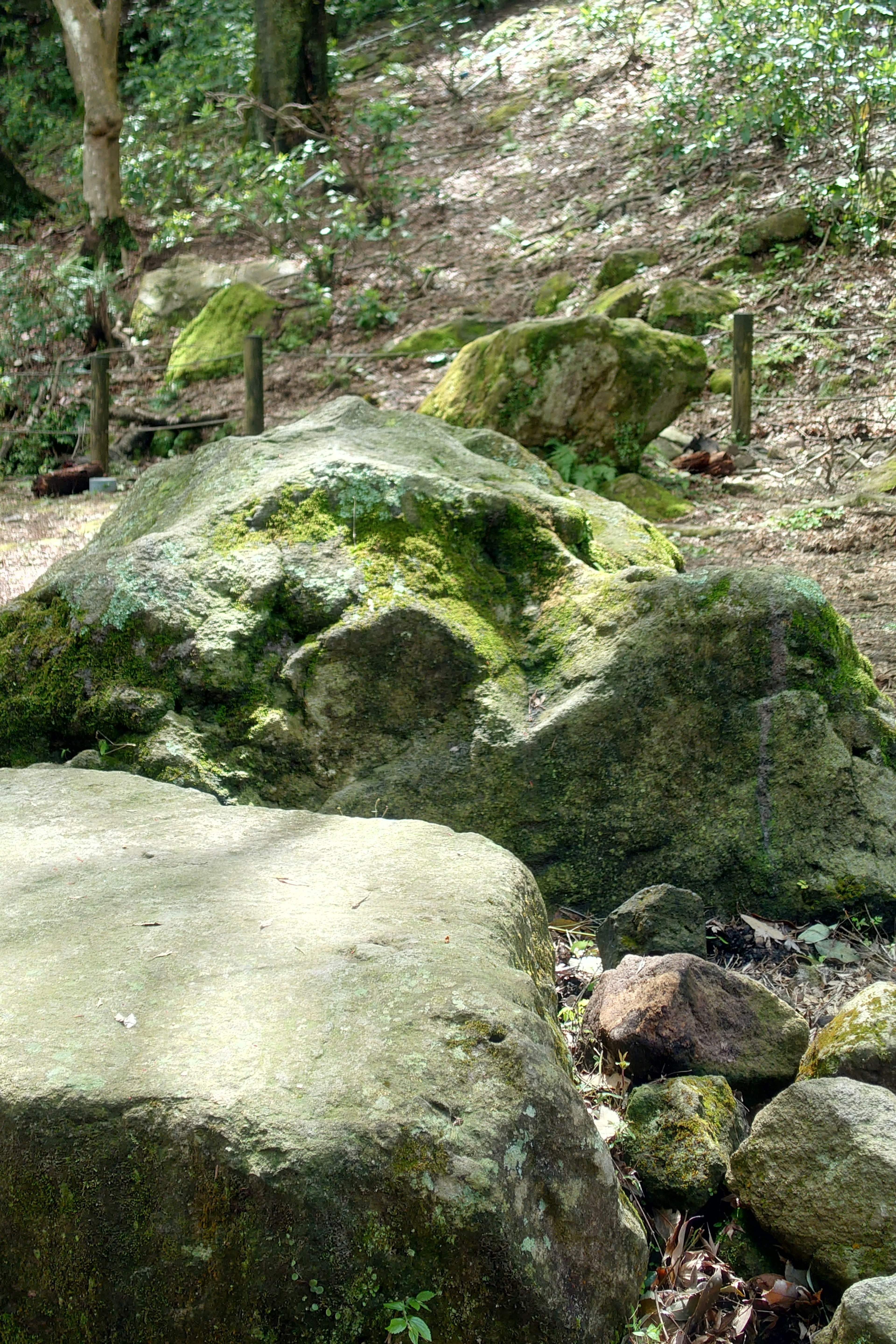 Grande roccia coperta di muschio in un ambiente forestale naturale