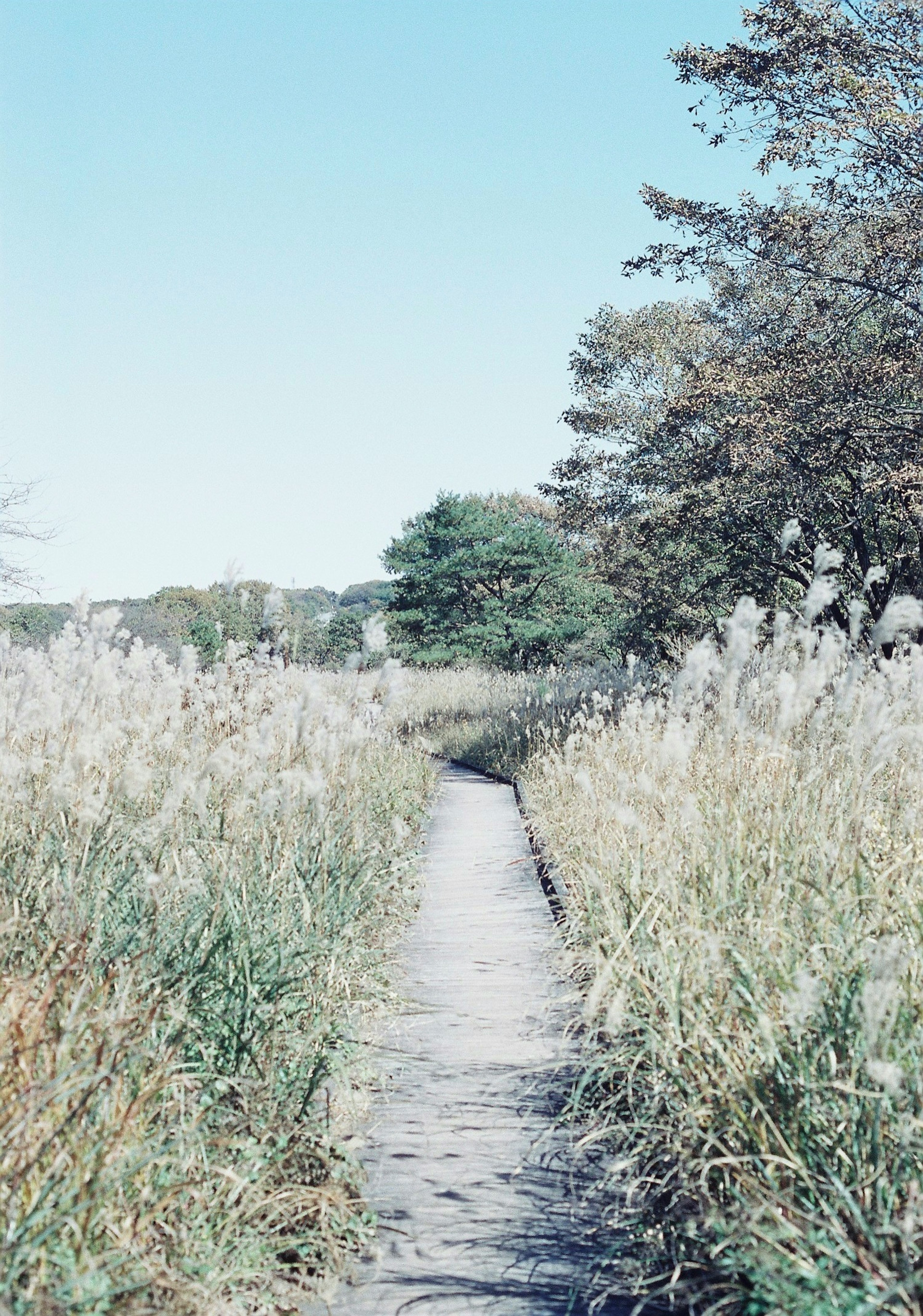 Sentier à travers des herbes hautes sous un ciel bleu clair