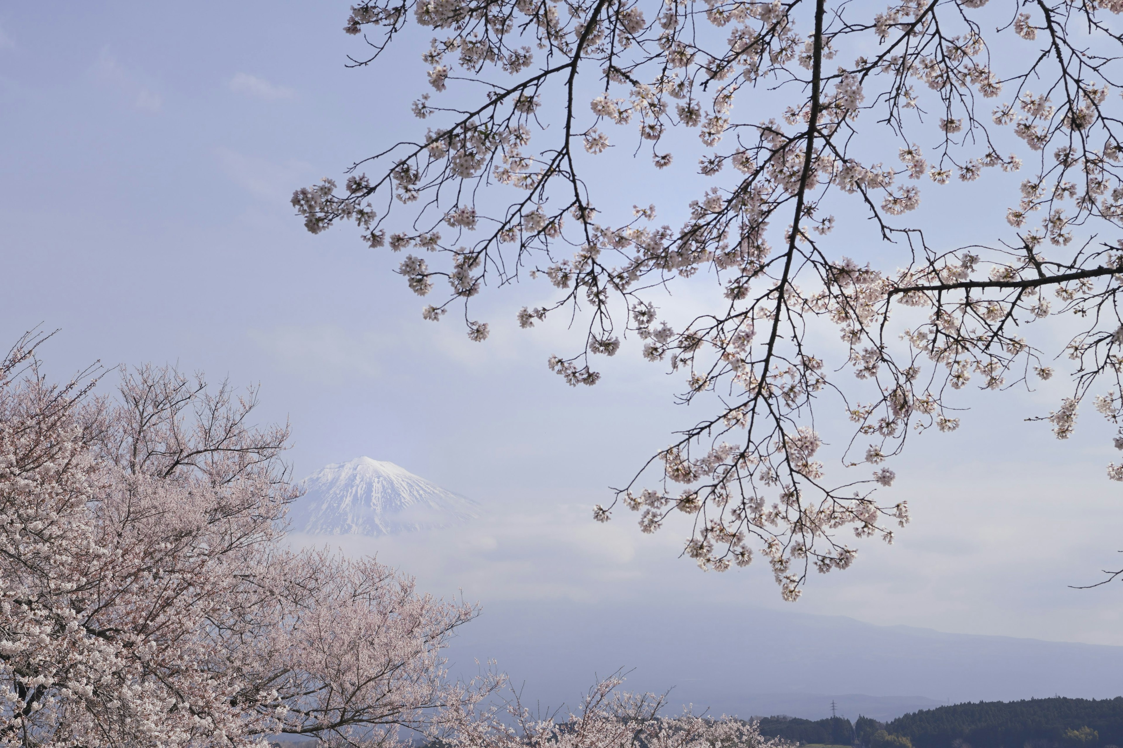 Alberi di ciliegio in fiore con il monte Fuji sullo sfondo