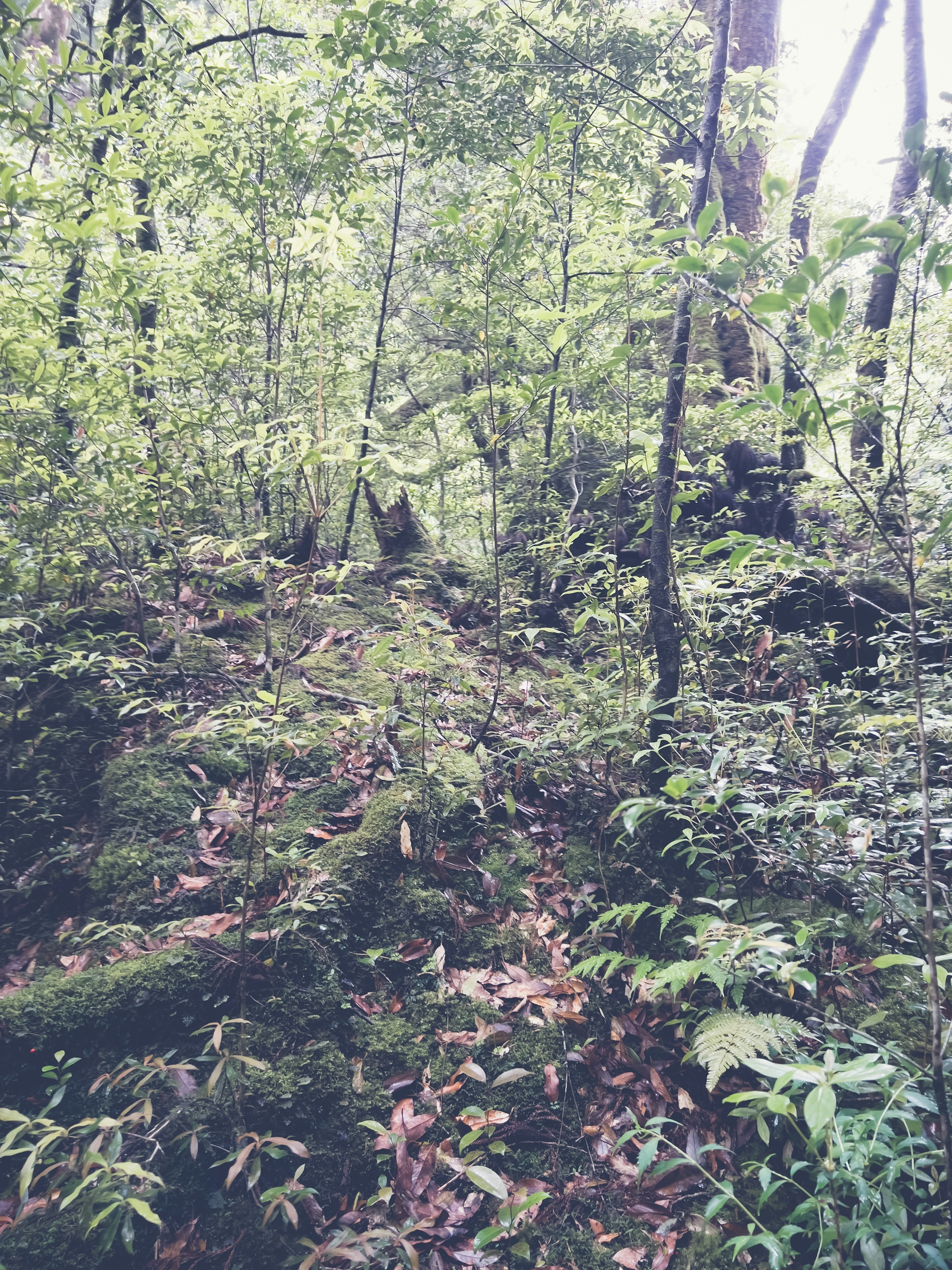 Scena di foresta lussureggiante con alberi e fogliame denso