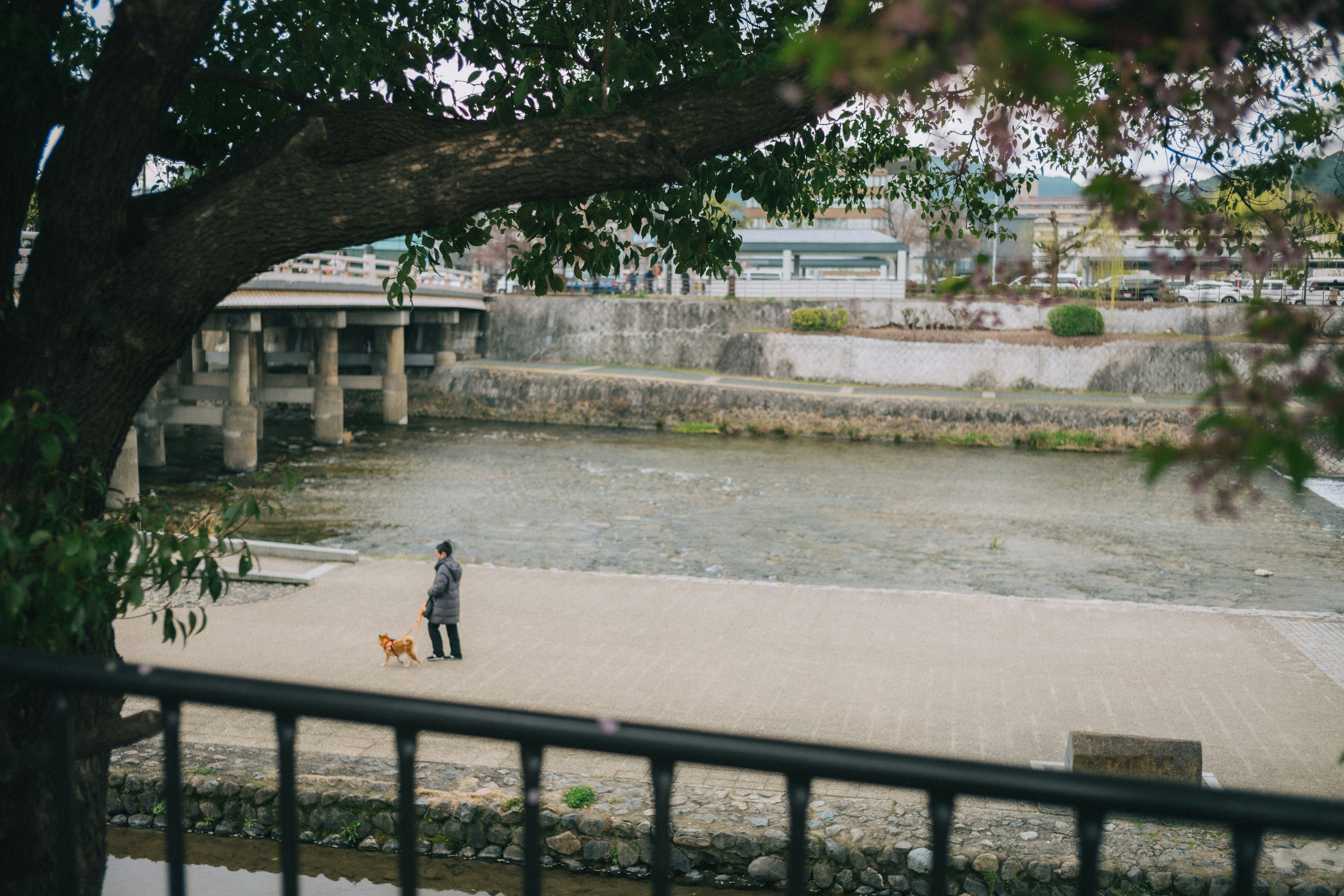 河沿いで犬を散歩させている男性の風景