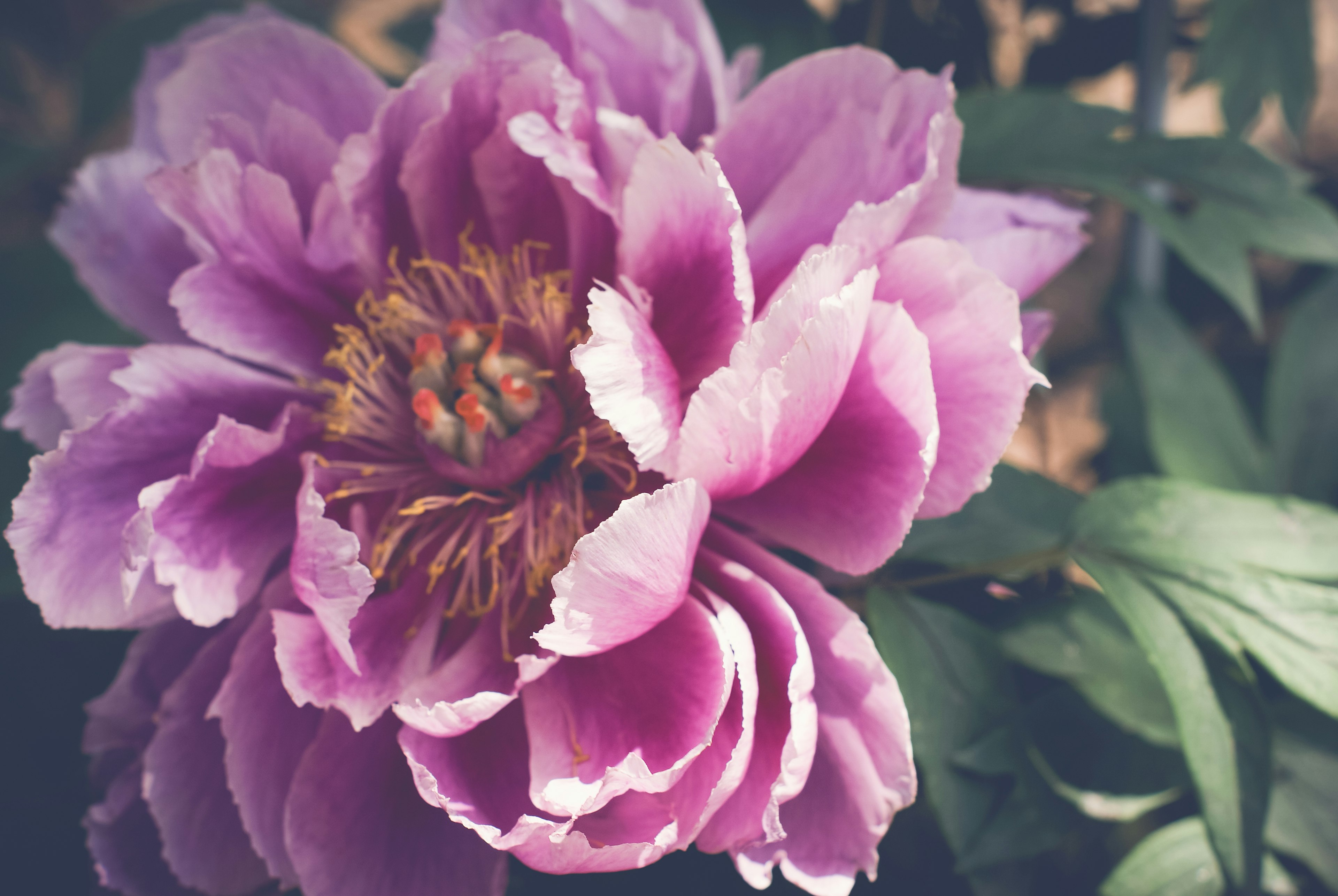 Bunga peony yang indah mekar dalam ungu cerah