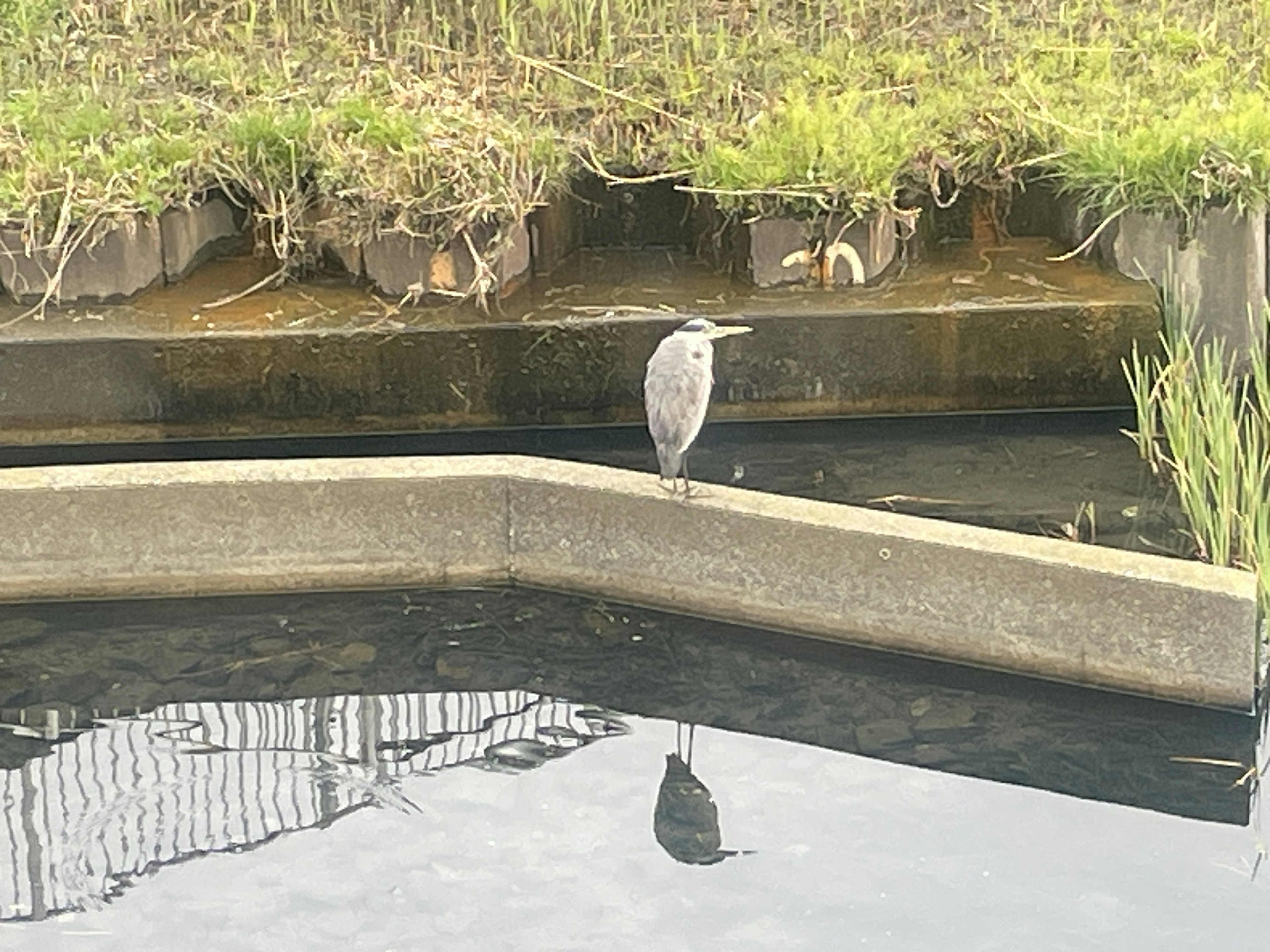 A gray heron standing by the water with its reflection visible