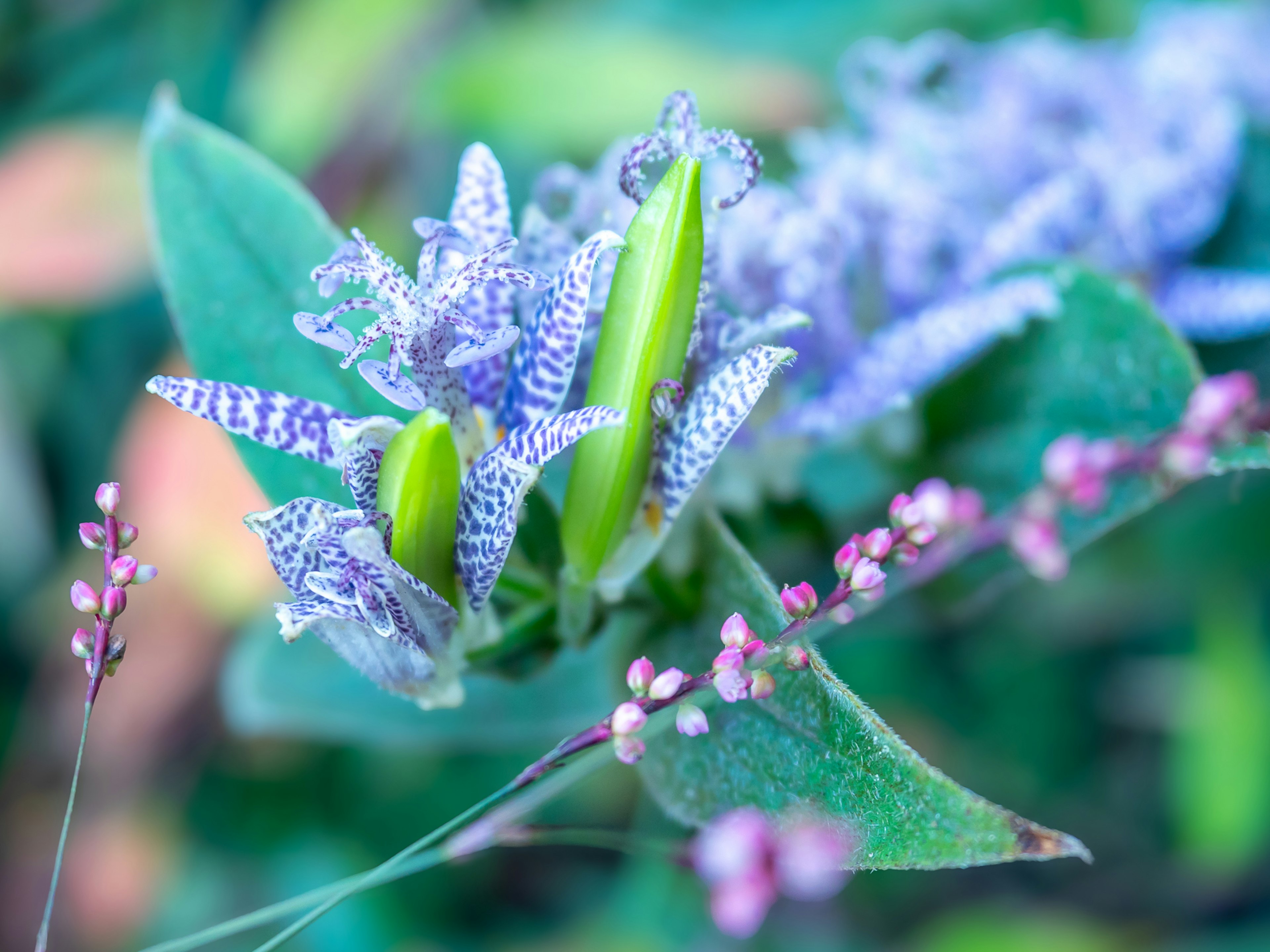 緑の葉の間に咲く紫色の花と小さなピンクの花のクローズアップ