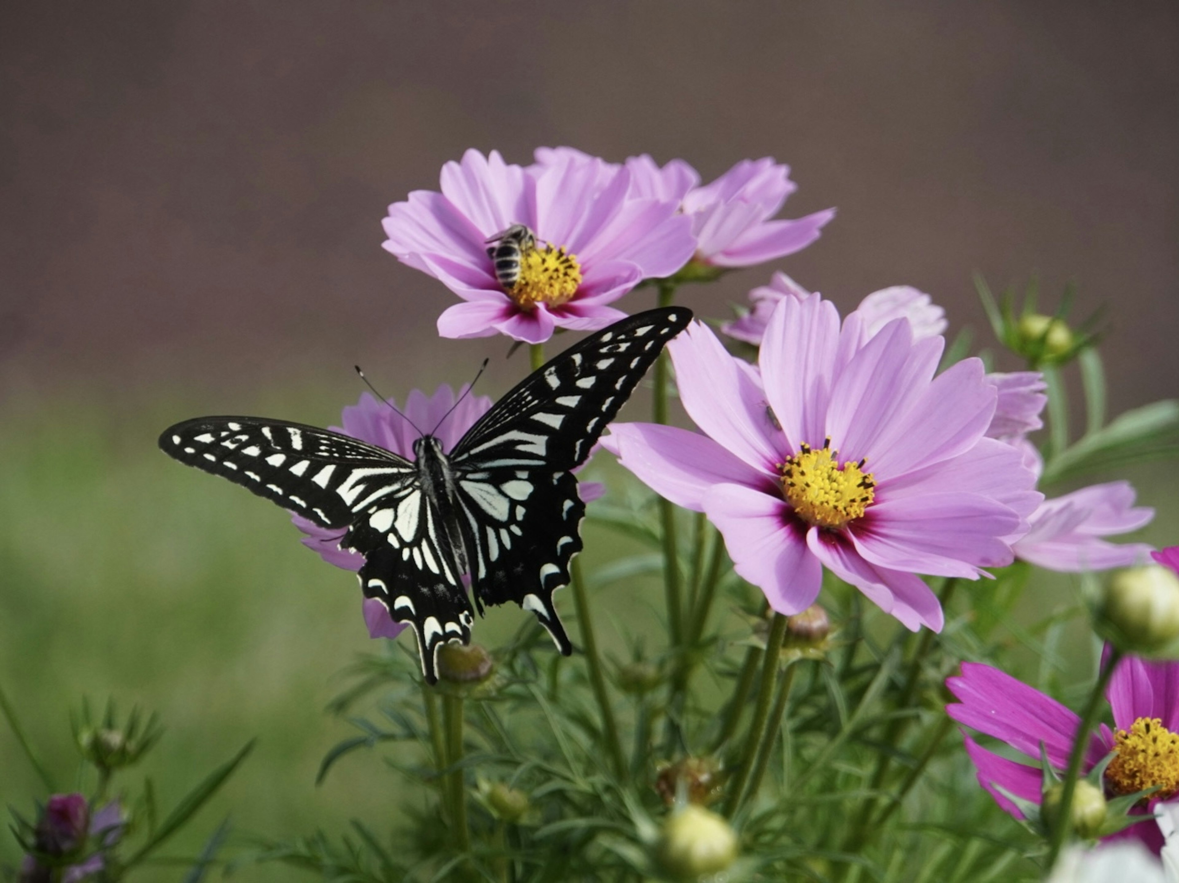 Un papillon noir et blanc posé sur des fleurs roses