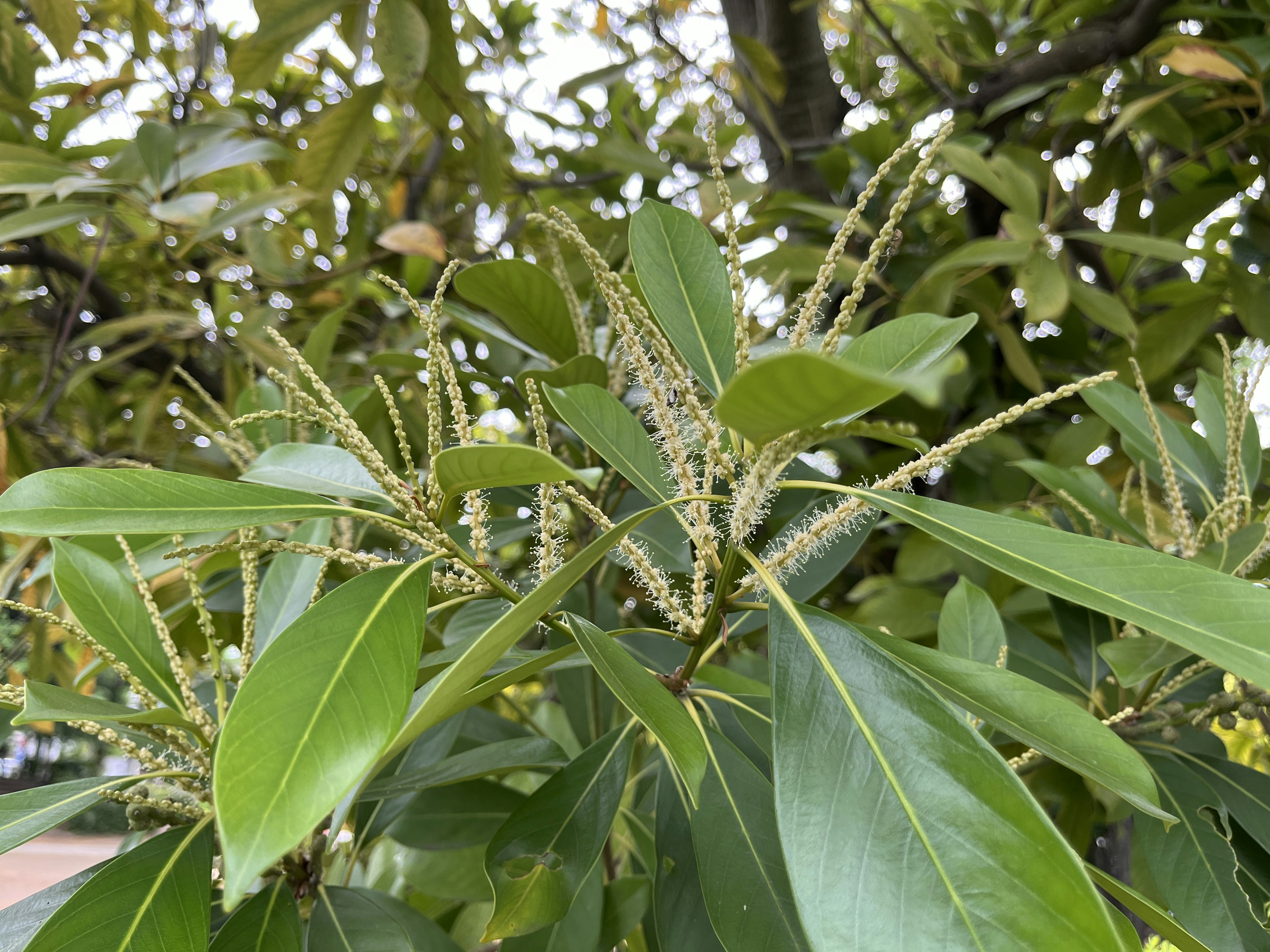 Rami di una pianta verde con piccoli boccioli di fiori