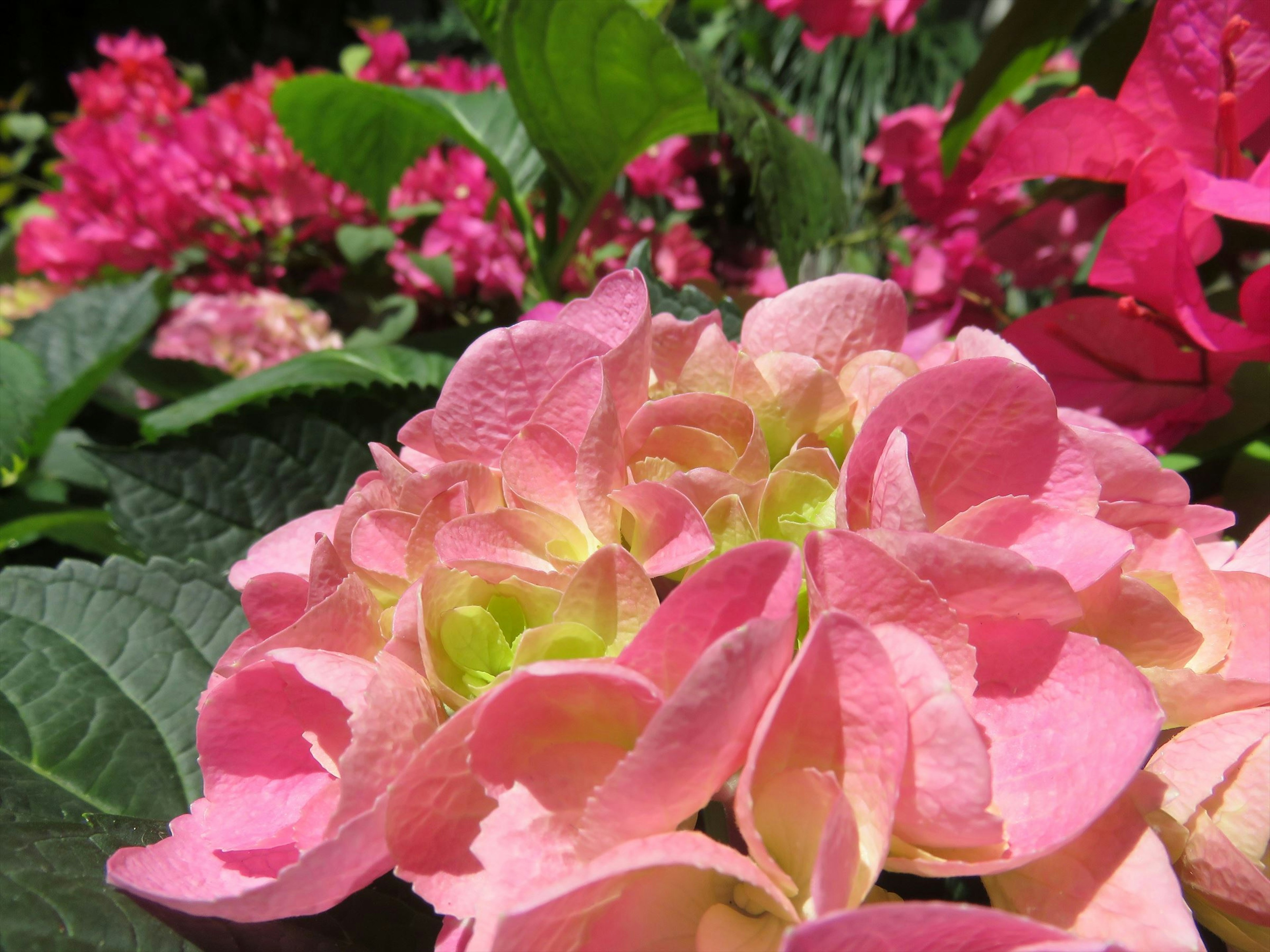 Acercamiento de flores de hortensia rosa con hojas verdes al fondo