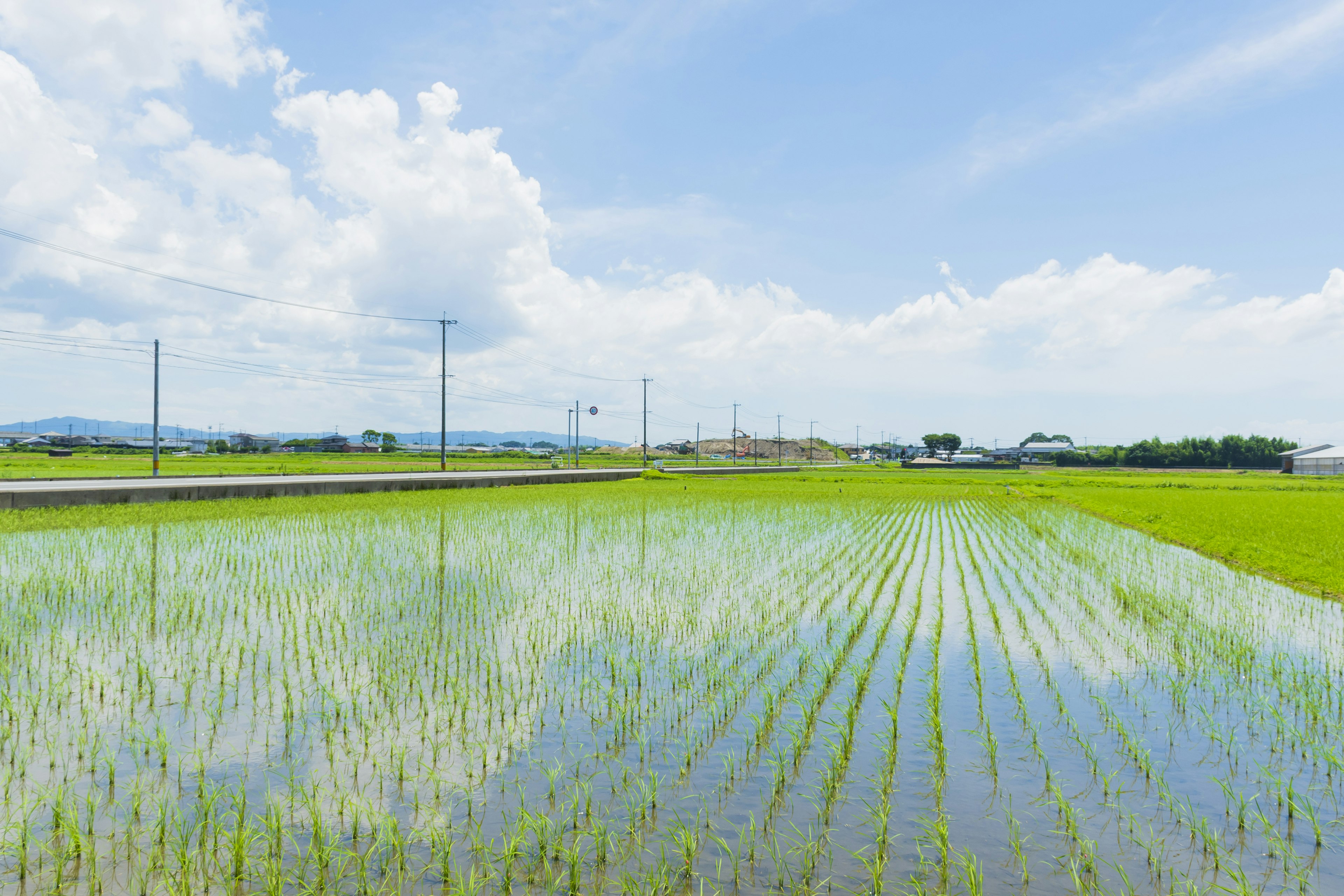 ภาพทุ่งนาข้าวใต้ท้องฟ้าสีฟ้าพร้อมเมฆขาว ข้าวเขียวสะท้อนในน้ำ