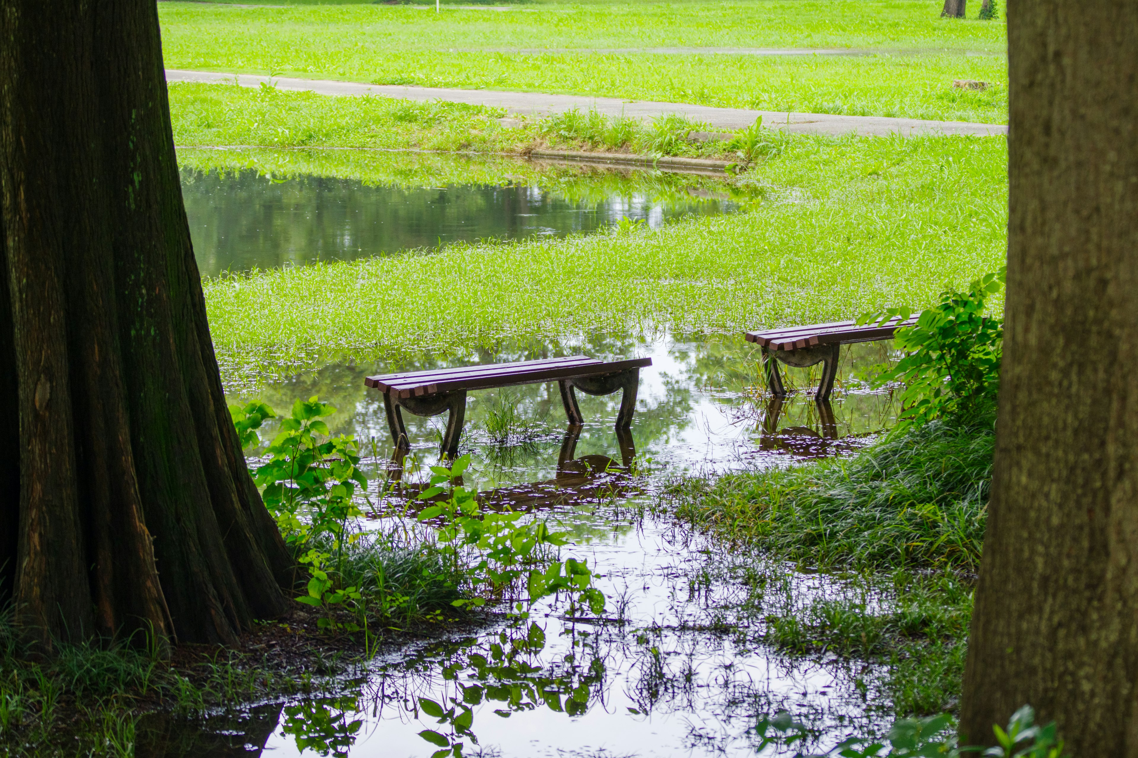 Benches partially submerged in water near a tranquil park pond surrounded by green grass