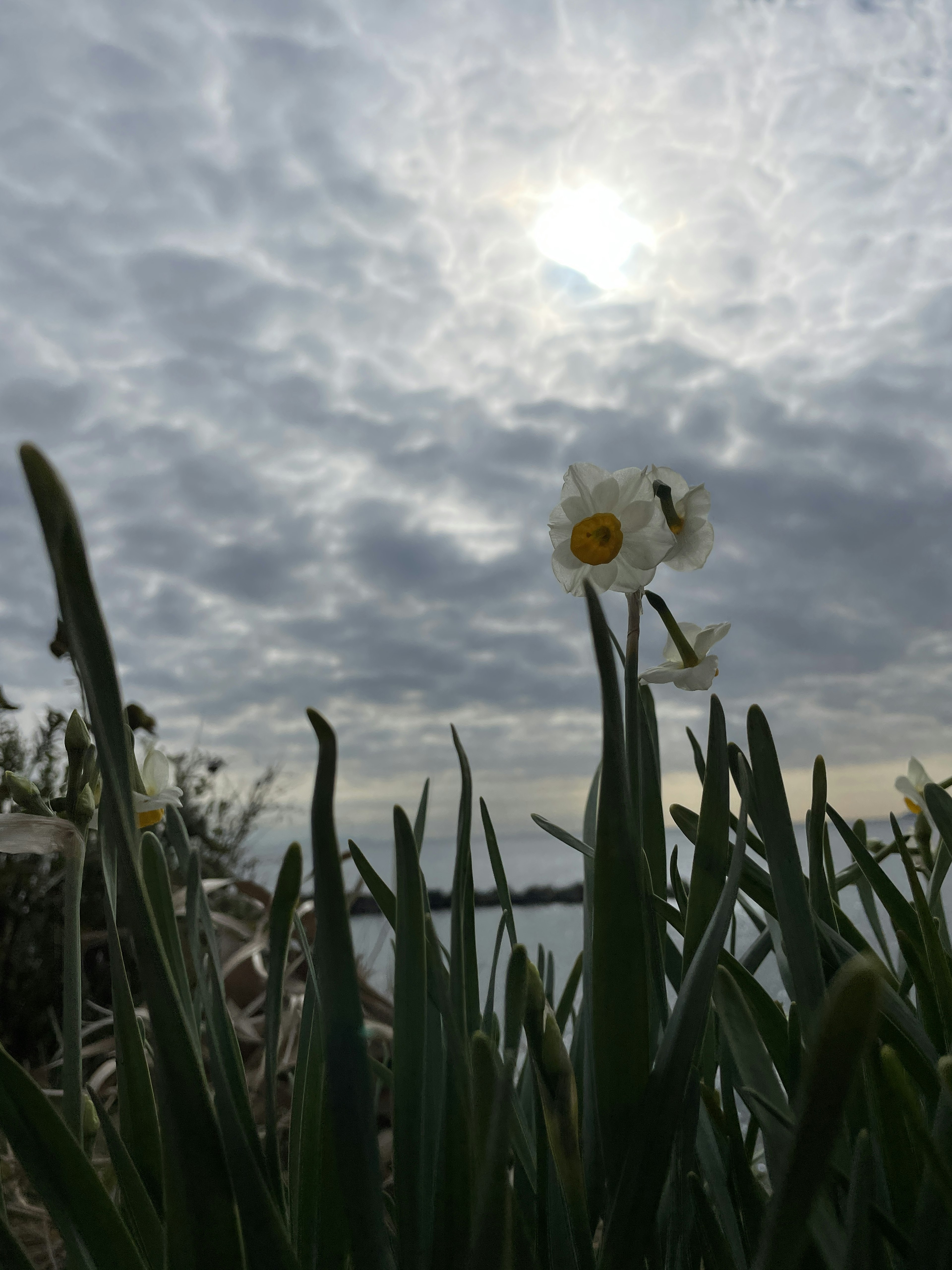 Silhouette d'une fleur blanche et d'herbe contre un ciel nuageux au bord de l'eau