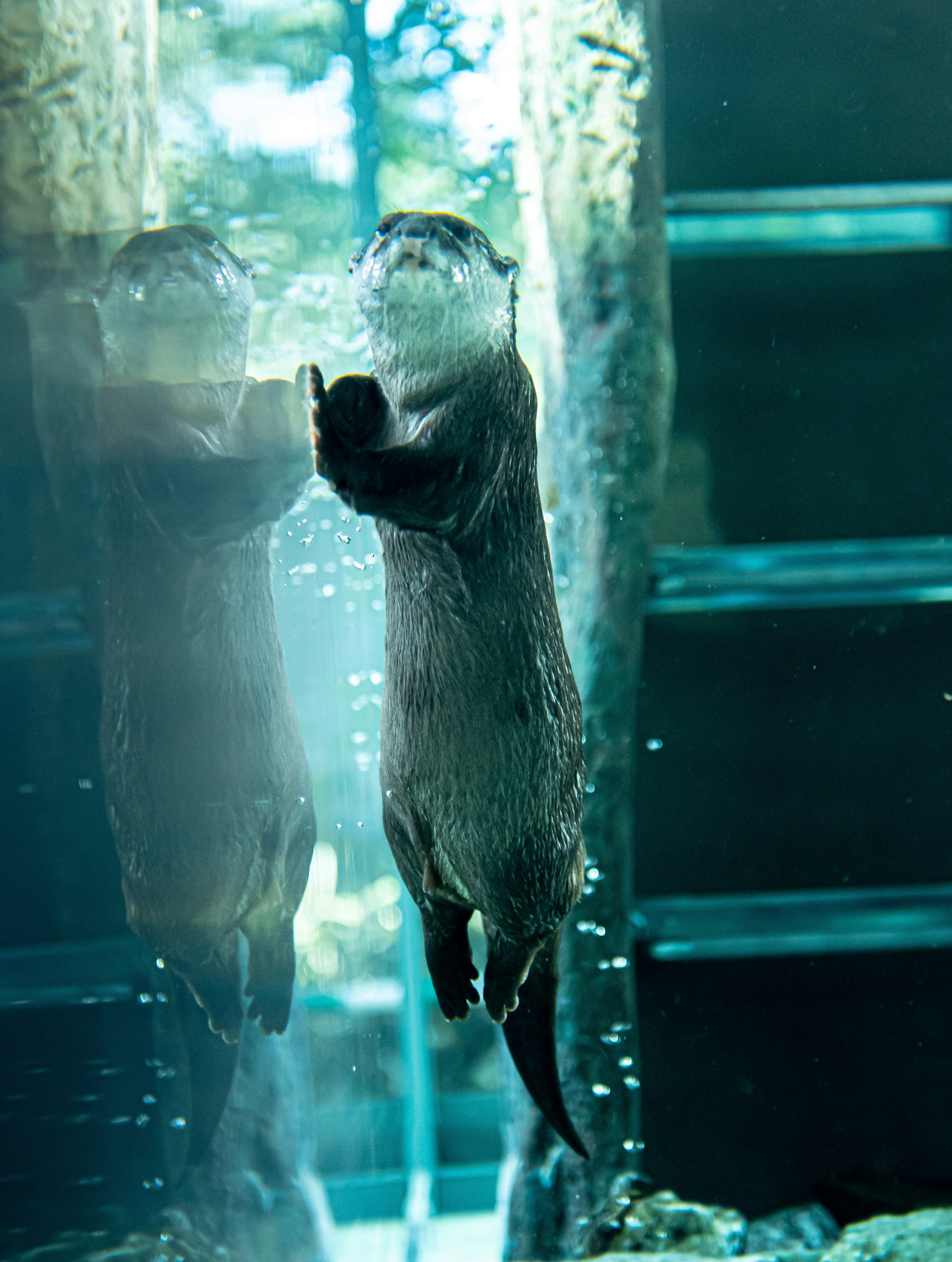 Otter spielt unter Wasser mit Pfoten gegen Glaswand