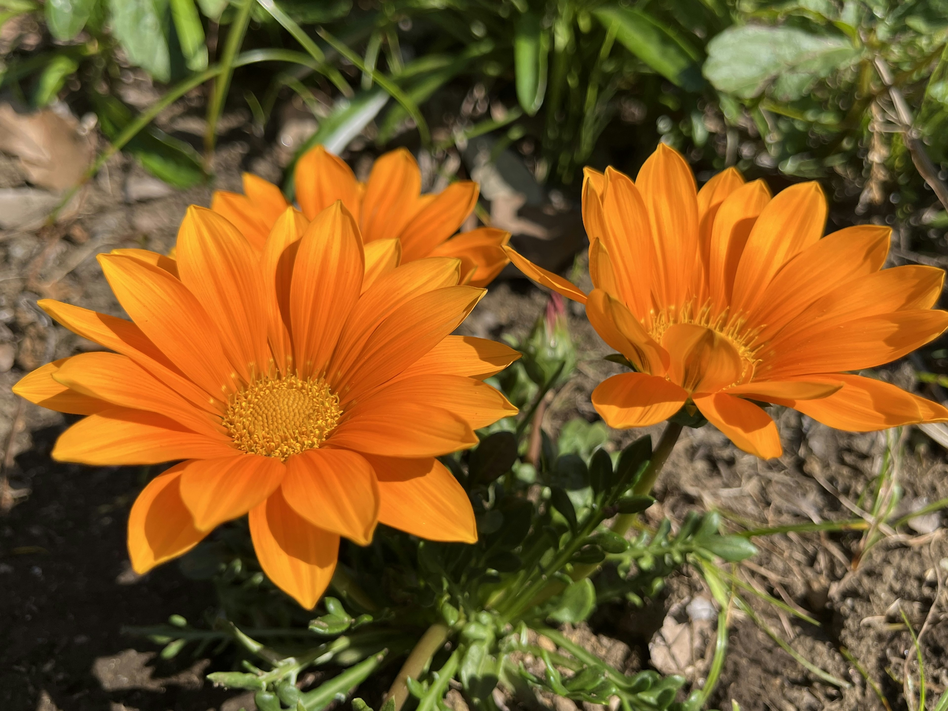 鮮やかなオレンジ色の花が咲いている庭の一角