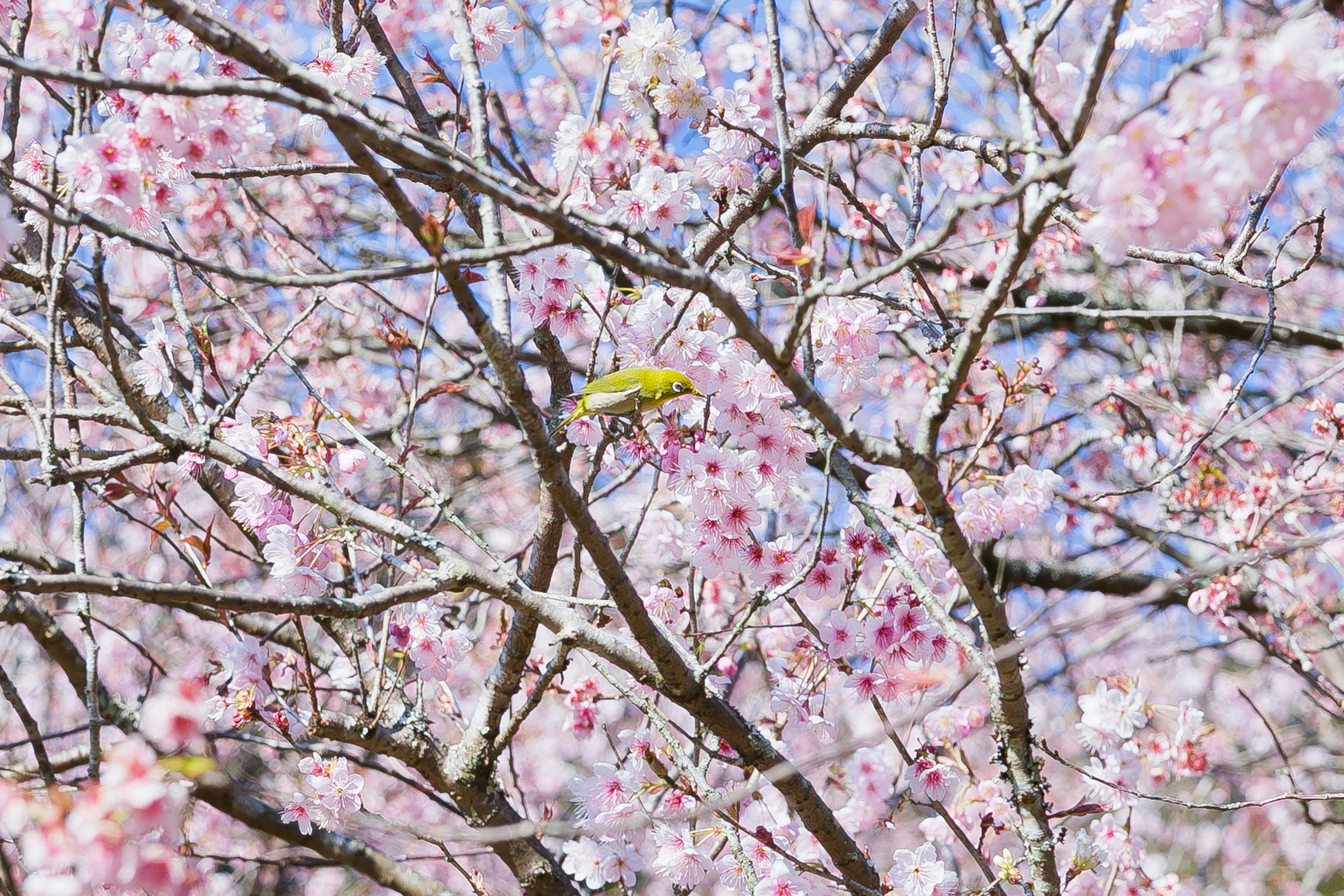 桜の花が咲いた木の枝に小鳥が止まっている