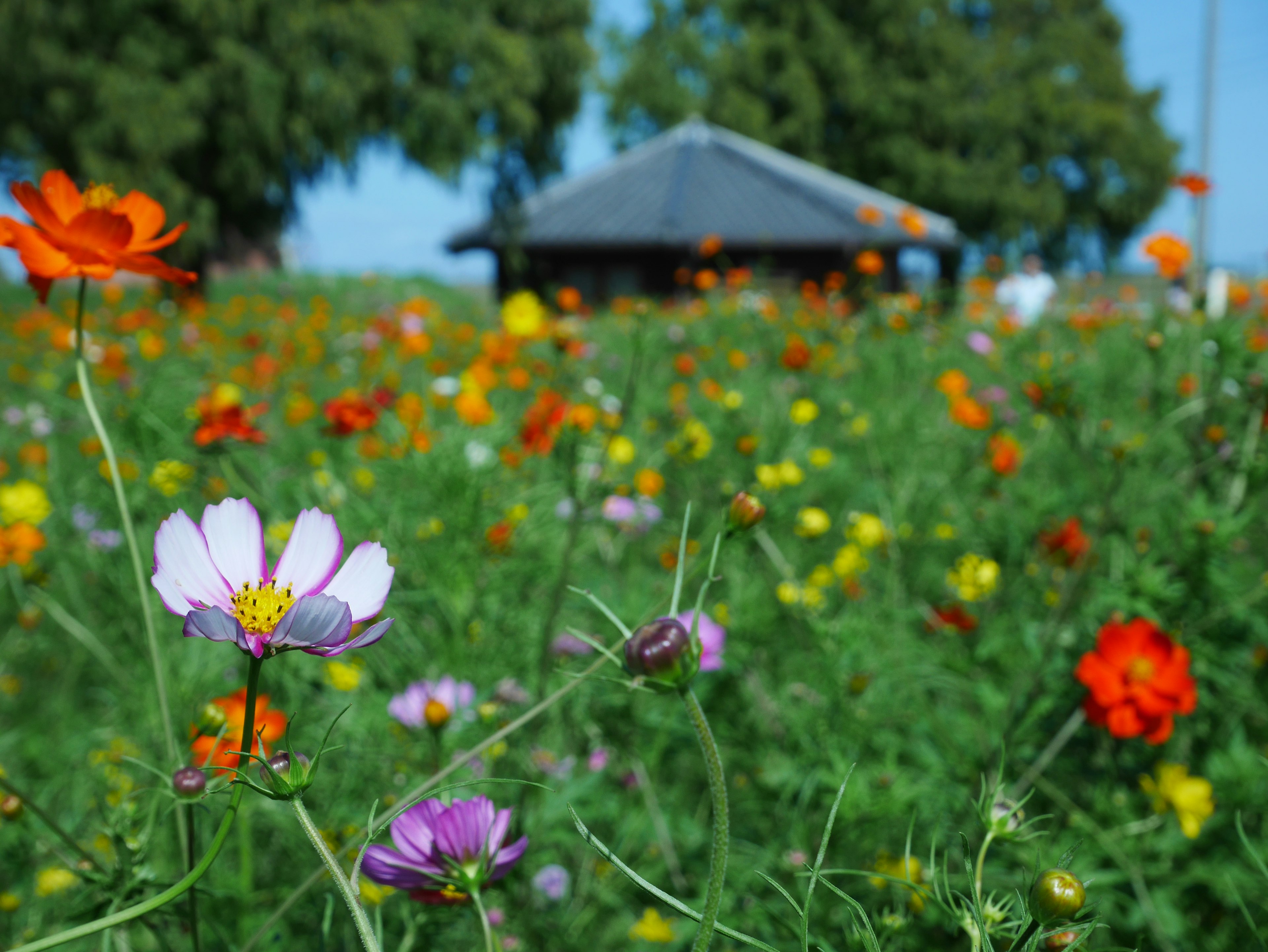 Un campo vibrante lleno de flores de colores y una pequeña cabaña al fondo