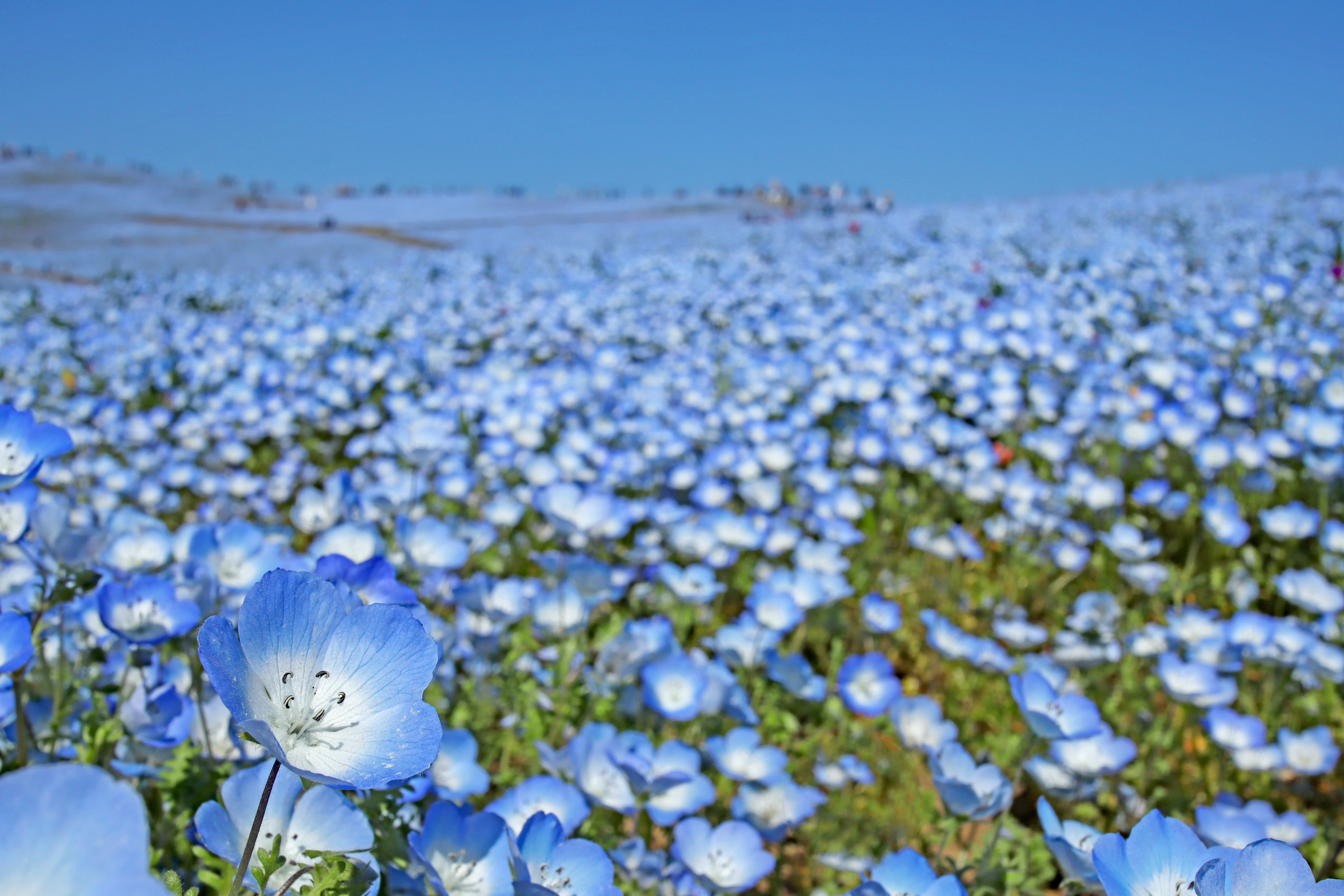 A landscape filled with blue flowers under a clear blue sky