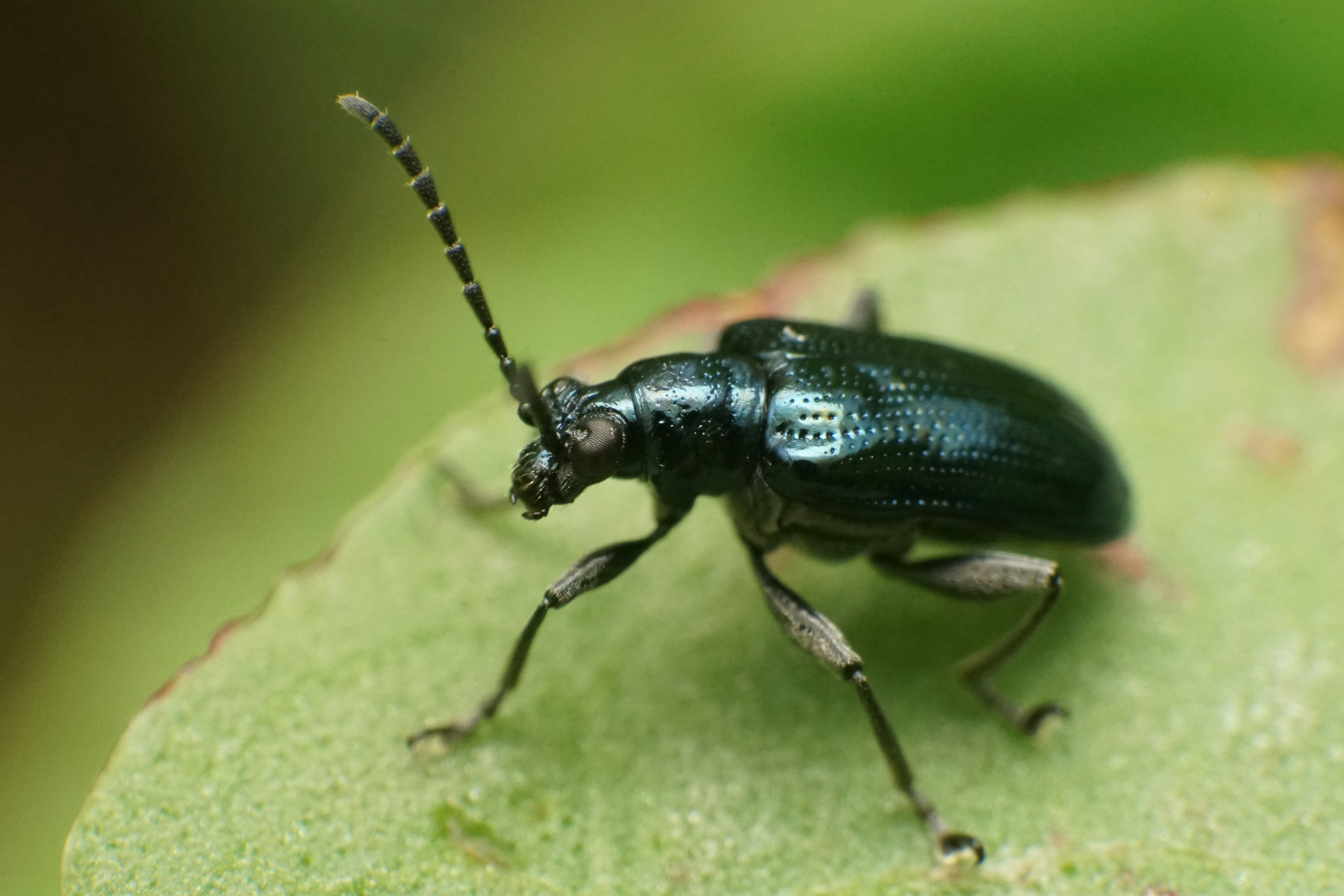 Un escarabajo verde sobre una hoja