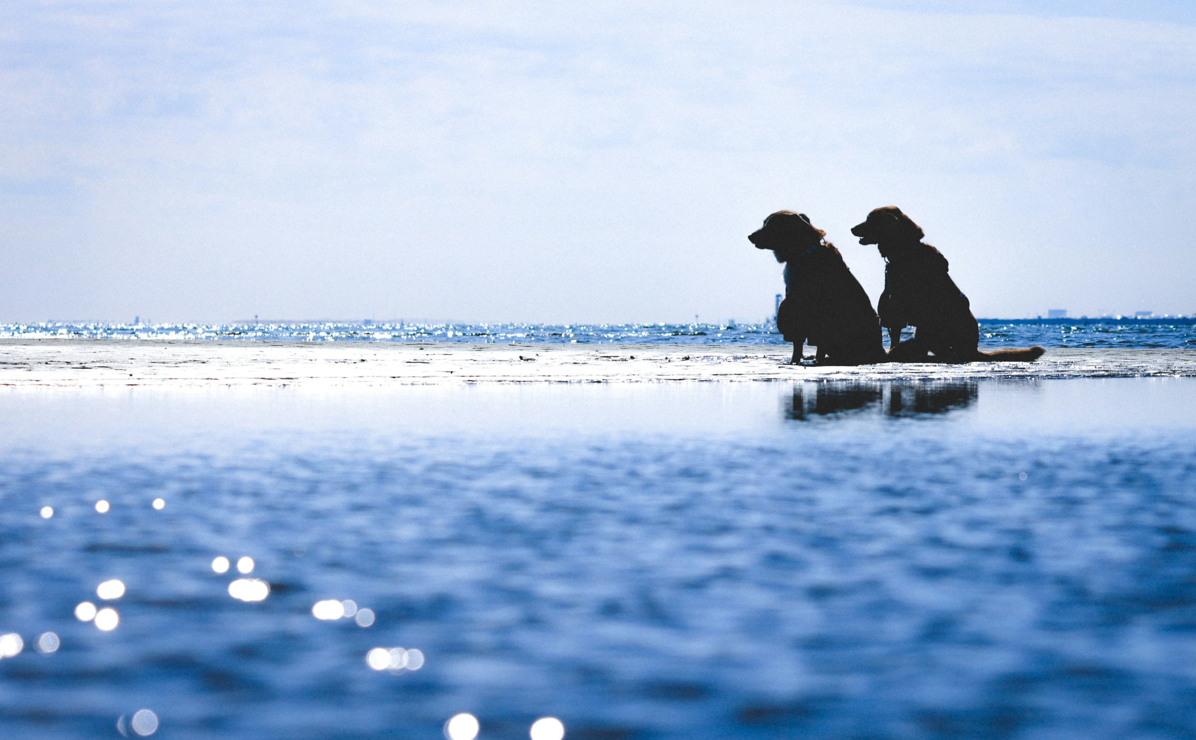 海辺で並んで座っている二匹の犬