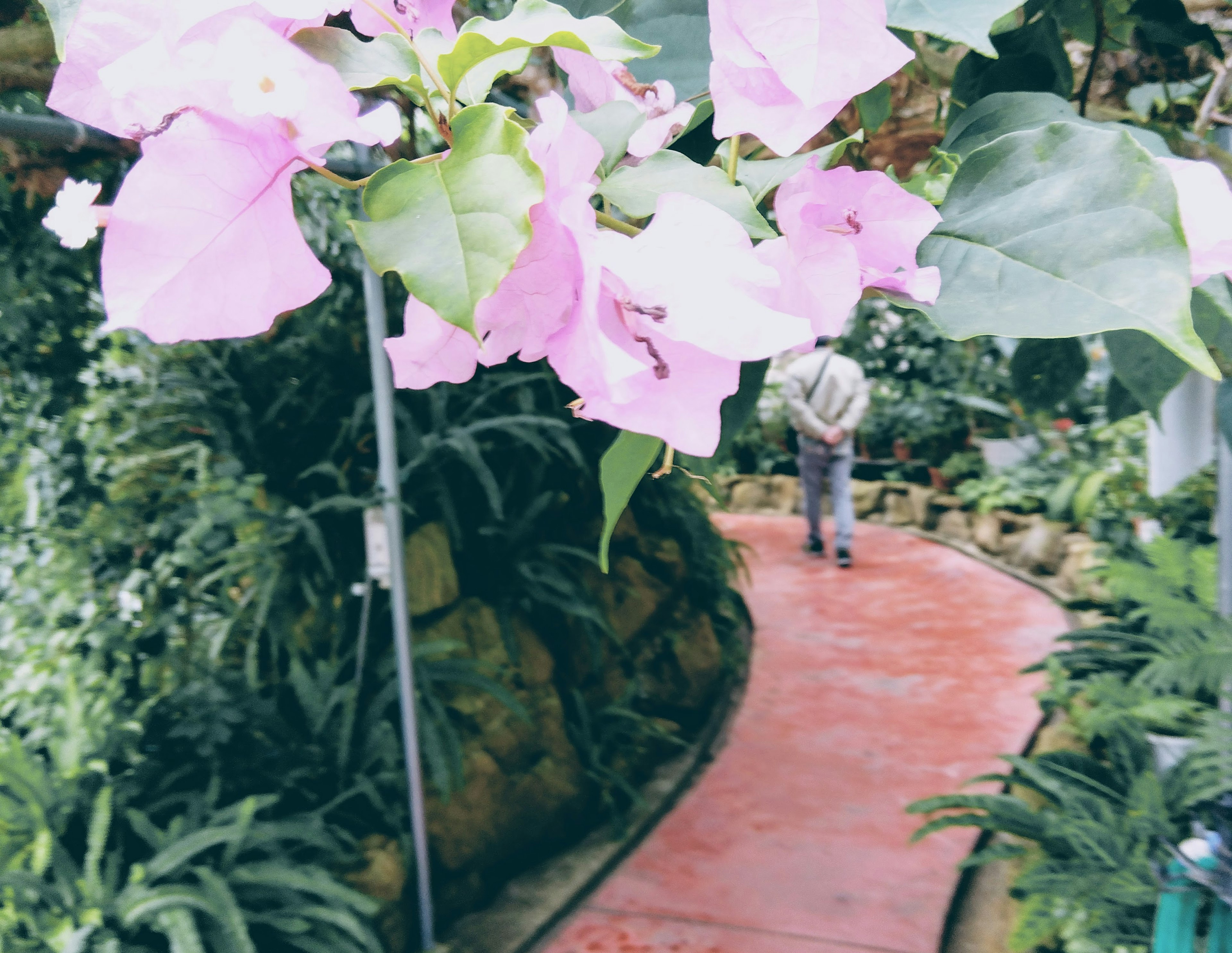 色とりどりの花が咲く庭園の小道を歩く人