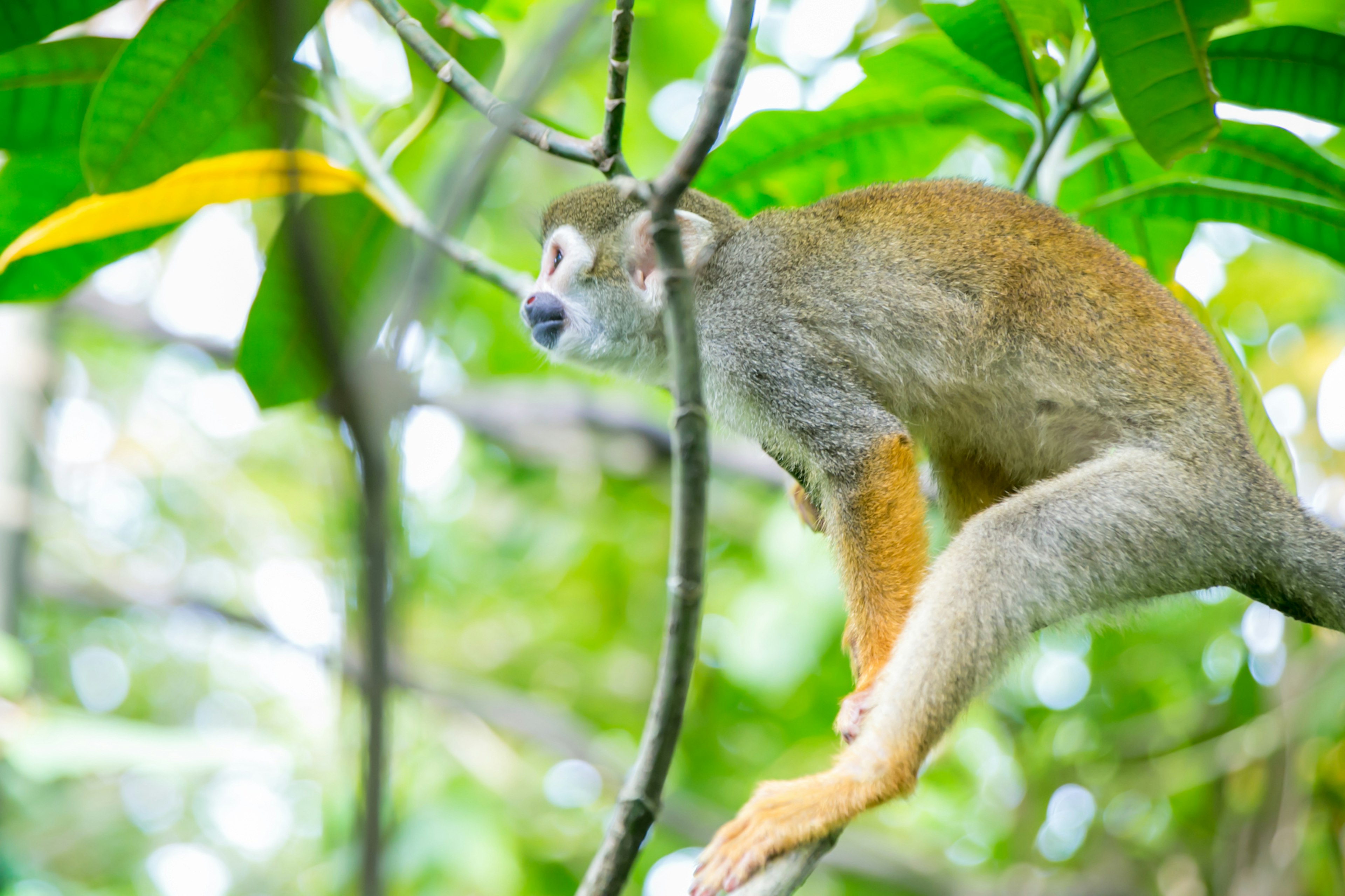 Squirrel monkey sitting on a branch surrounded by green leaves