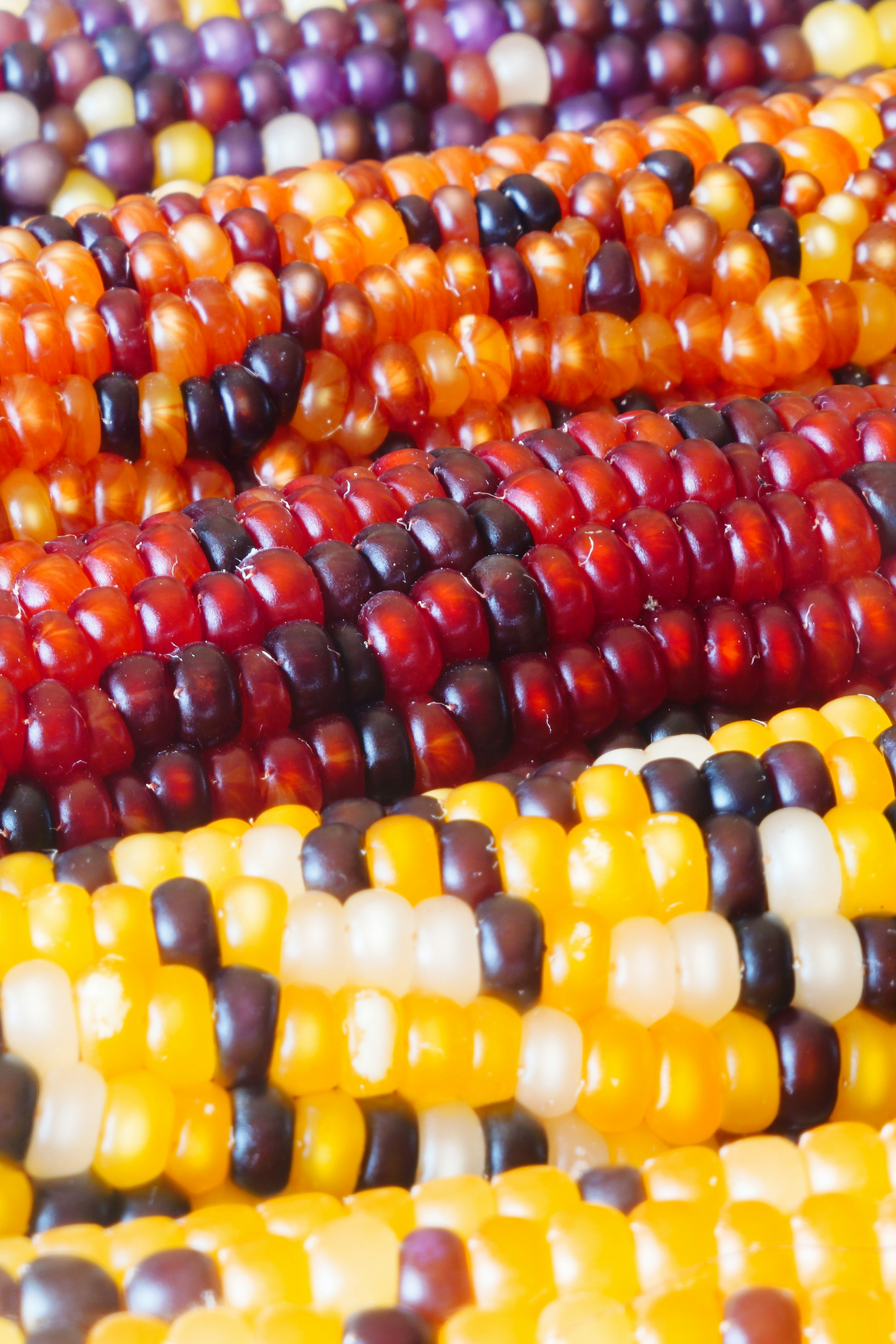 Gros plan sur des grains de maïs colorés disposés en rangées