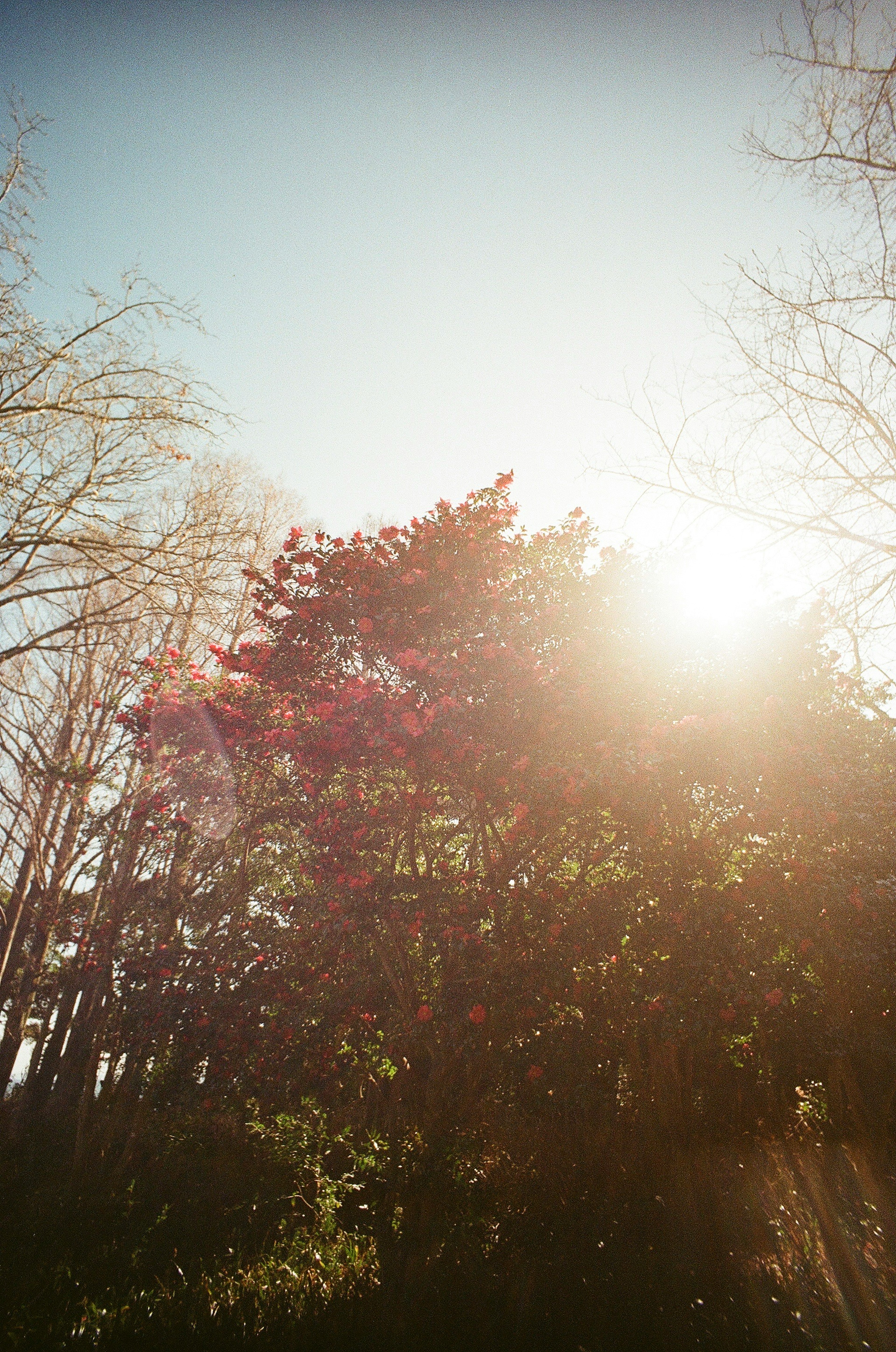 A landscape with colorful flowering trees illuminated by bright sunlight